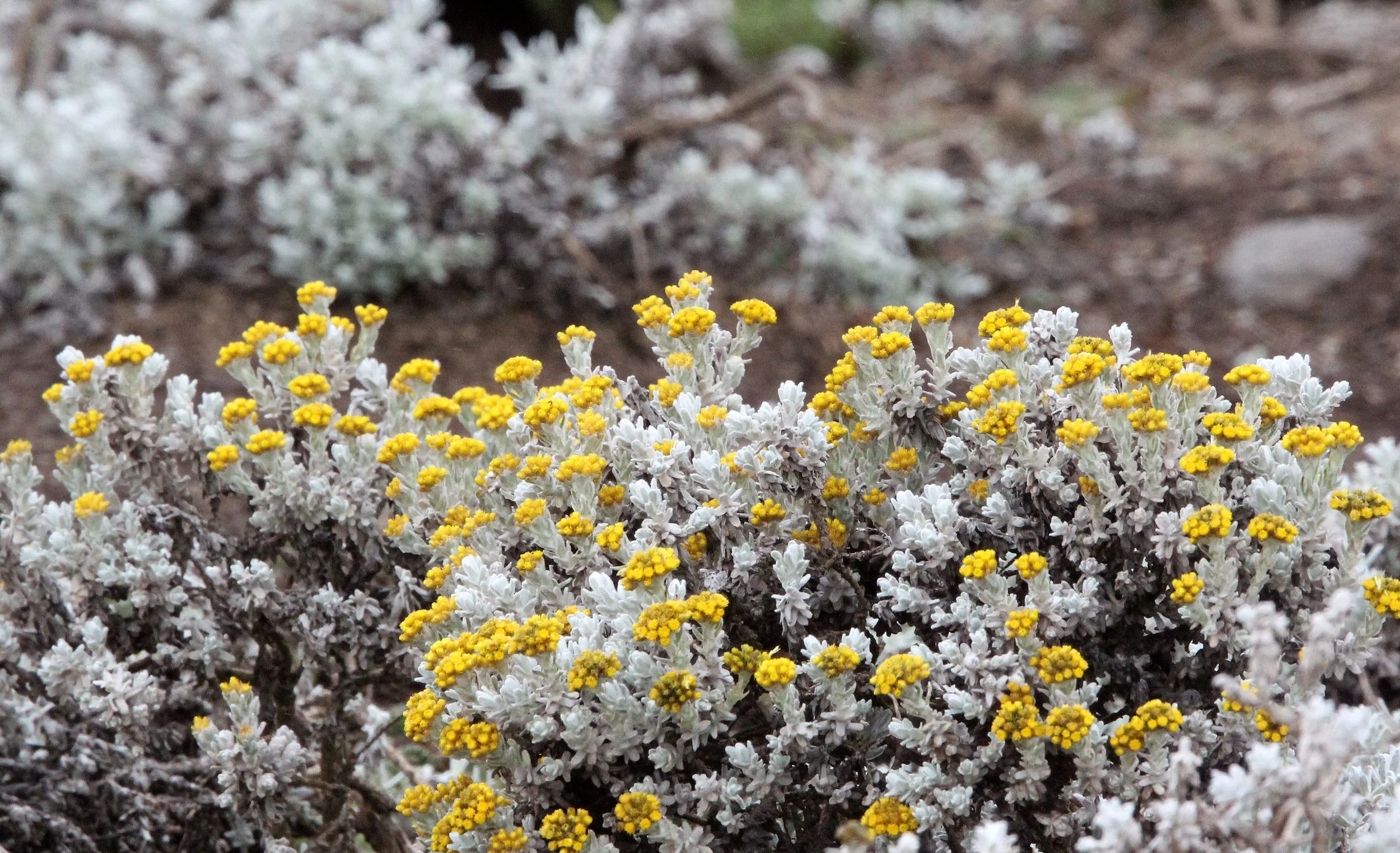 BALE MOUNTAINS NATIONAL PARK ETHIOPIA (350).JPG
