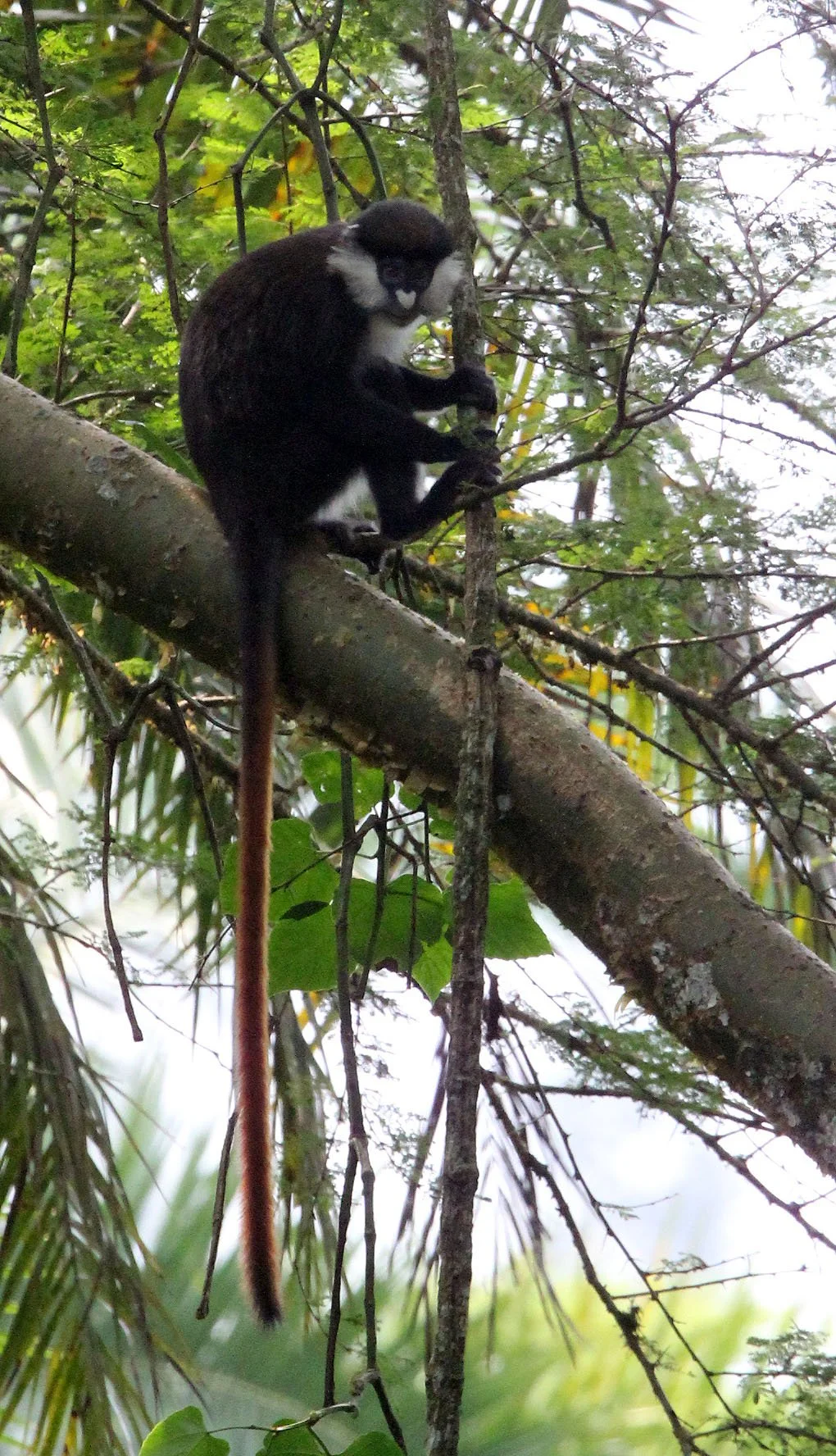 CERCOPITHECIDAE - Cercopithecus ascanius schmidti - SCHMIDT'S RED-TAILED MONKEY - KIBALE NATIONAL PARK UGANDA BIGODI SWAMP (58).JPG