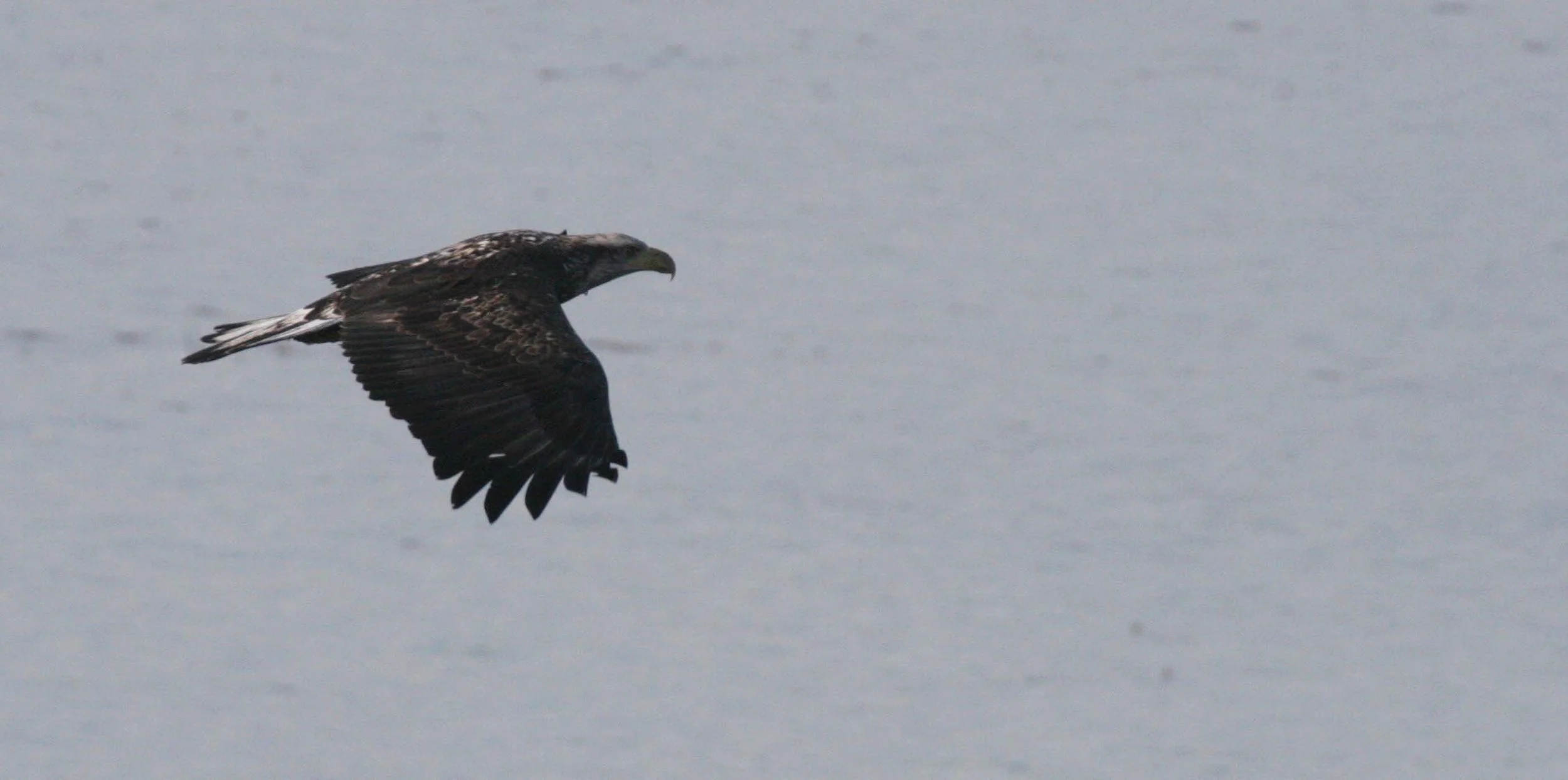 Haliaeetus leucocephalus - AMERICAN BALD EAGLE - IMMATURE WITH MATURE - LAKE FARM BLUFFS (12).JPG