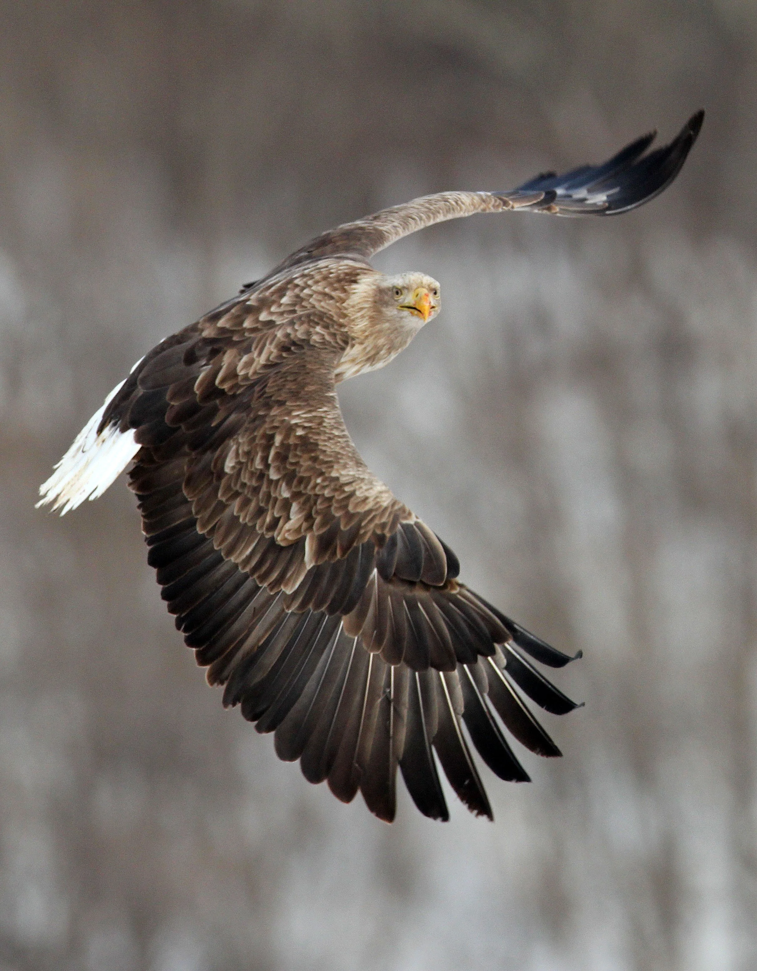 Haliaeetus albicilla - WHITE-TAILED EAGLE - AKAN INTERNATIONAL CRANE CENTER - HOKKAIDO JAPAN (46).JPG