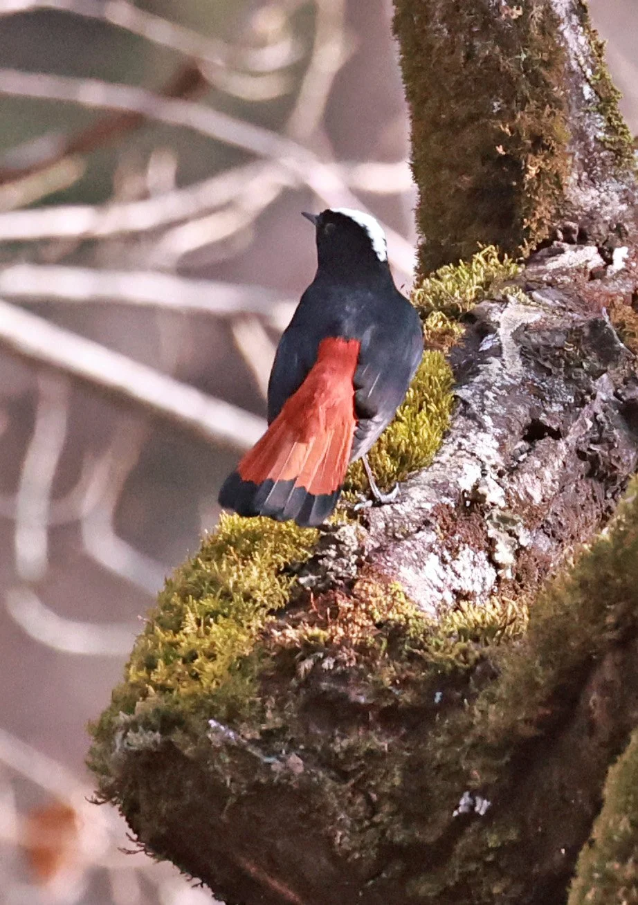 White-capped Redstart (Phoenicurus leucocephalus) Thailand — Coke Smith ...