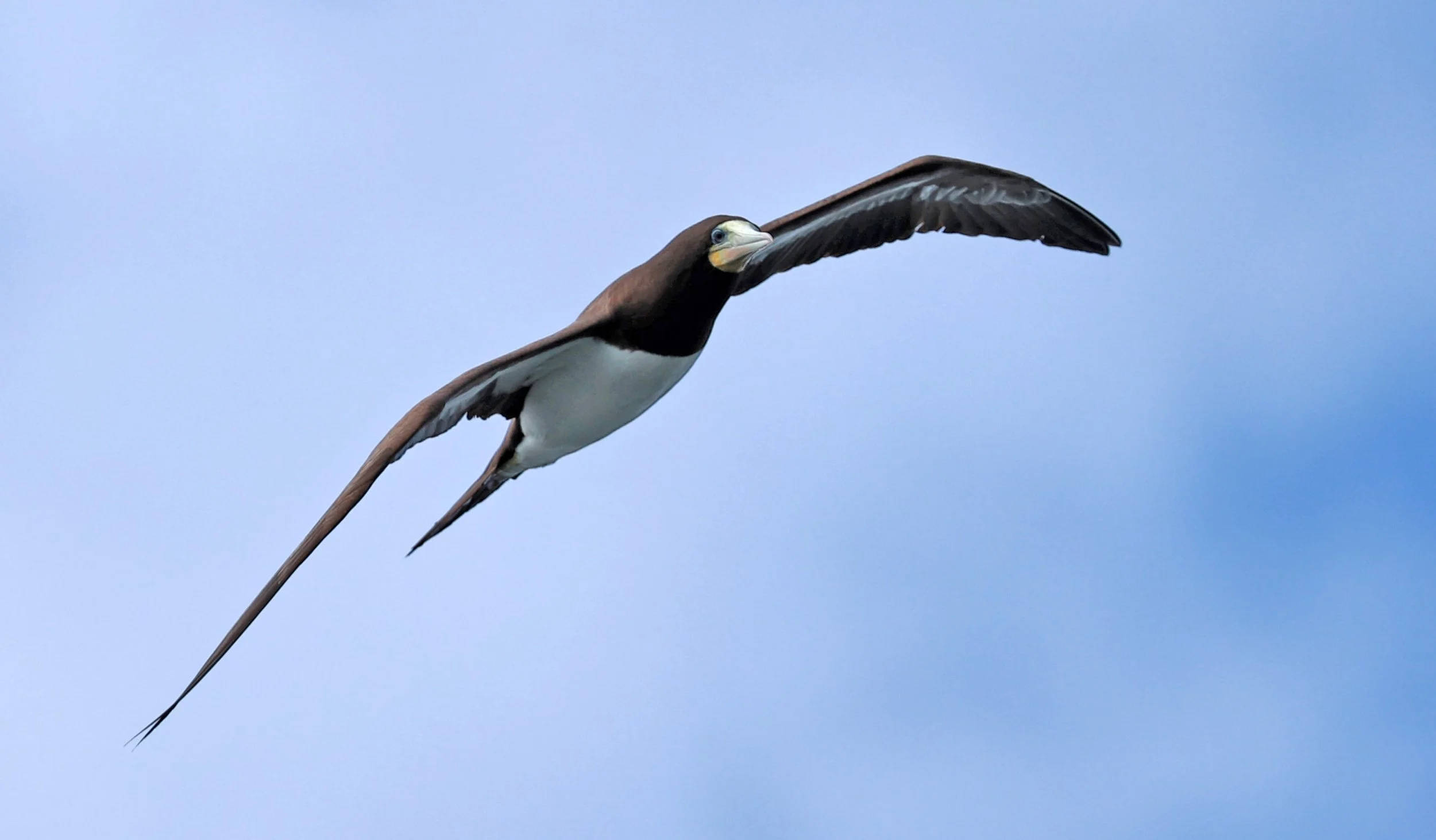 Brown Booby (Sula leucogaster) Superagüi National Park, Brazil (4).jpg