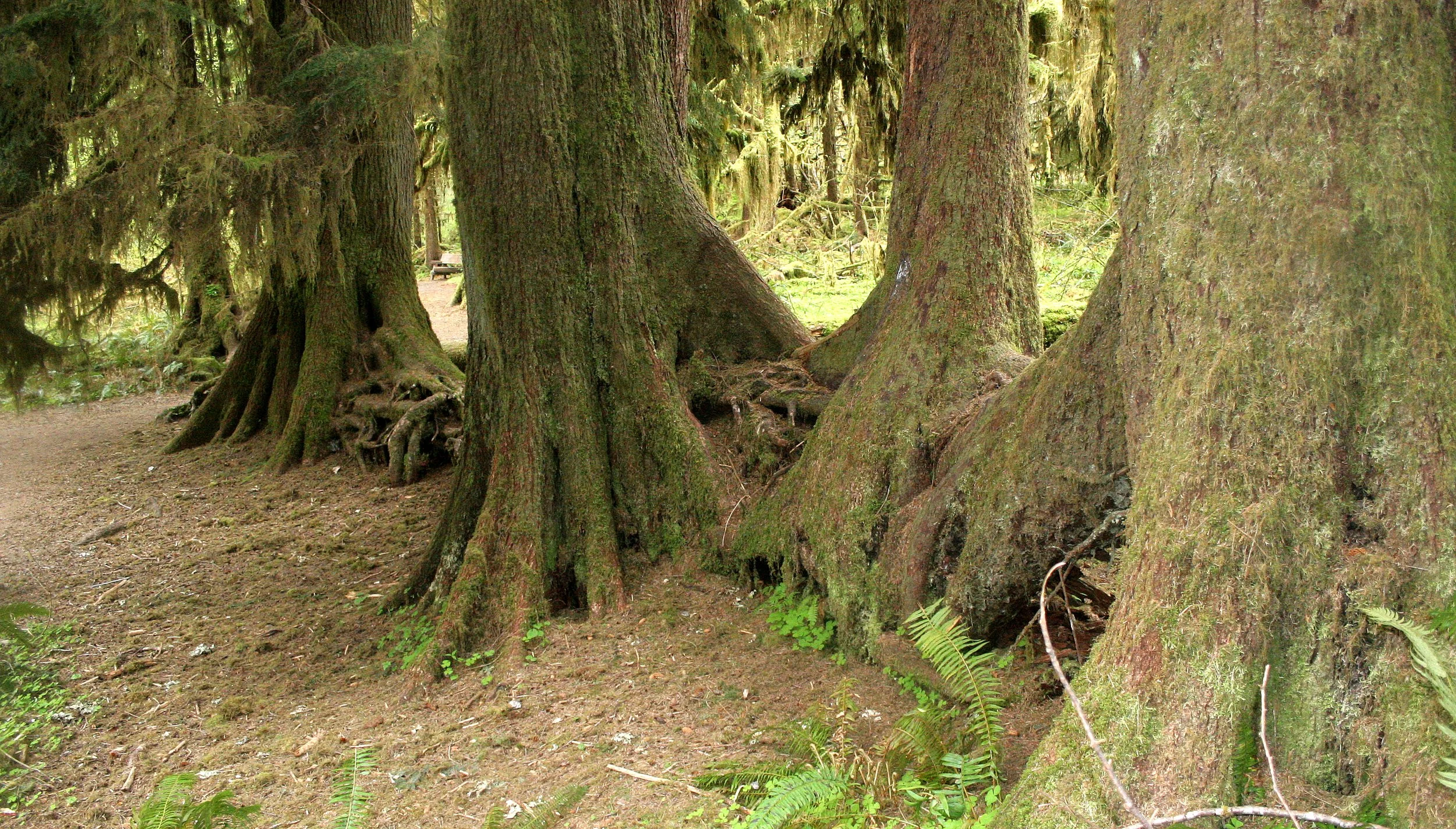 HOH RIVER VALLEY - NURSE LOG.JPG