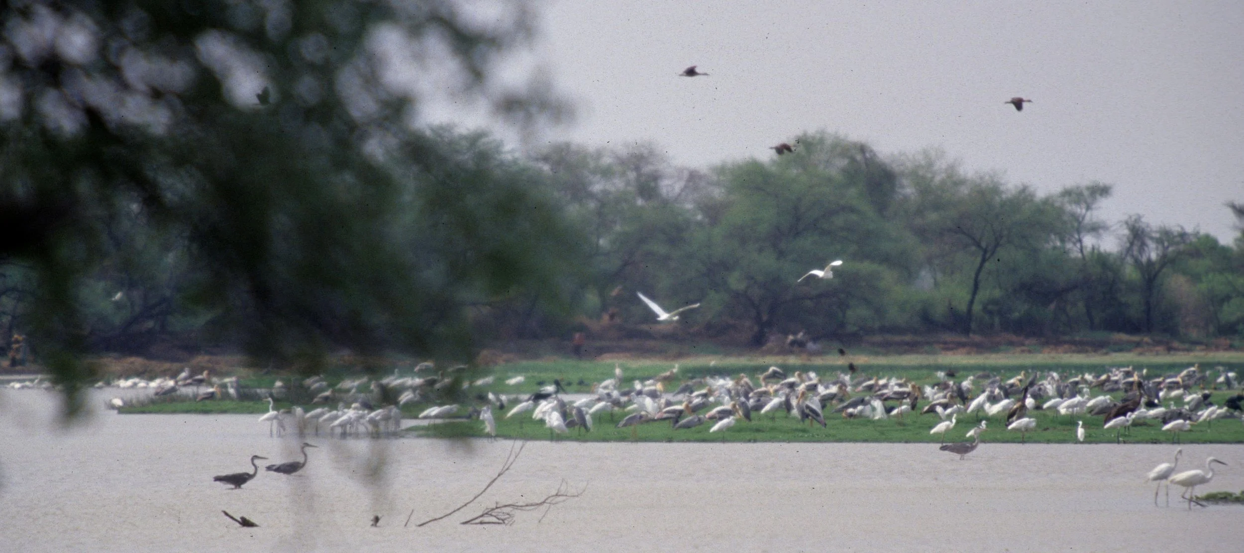 BIRD - HERON - GRAY HERONS - GREAT EGRETS - KALEODEO INDIA 3.jpg