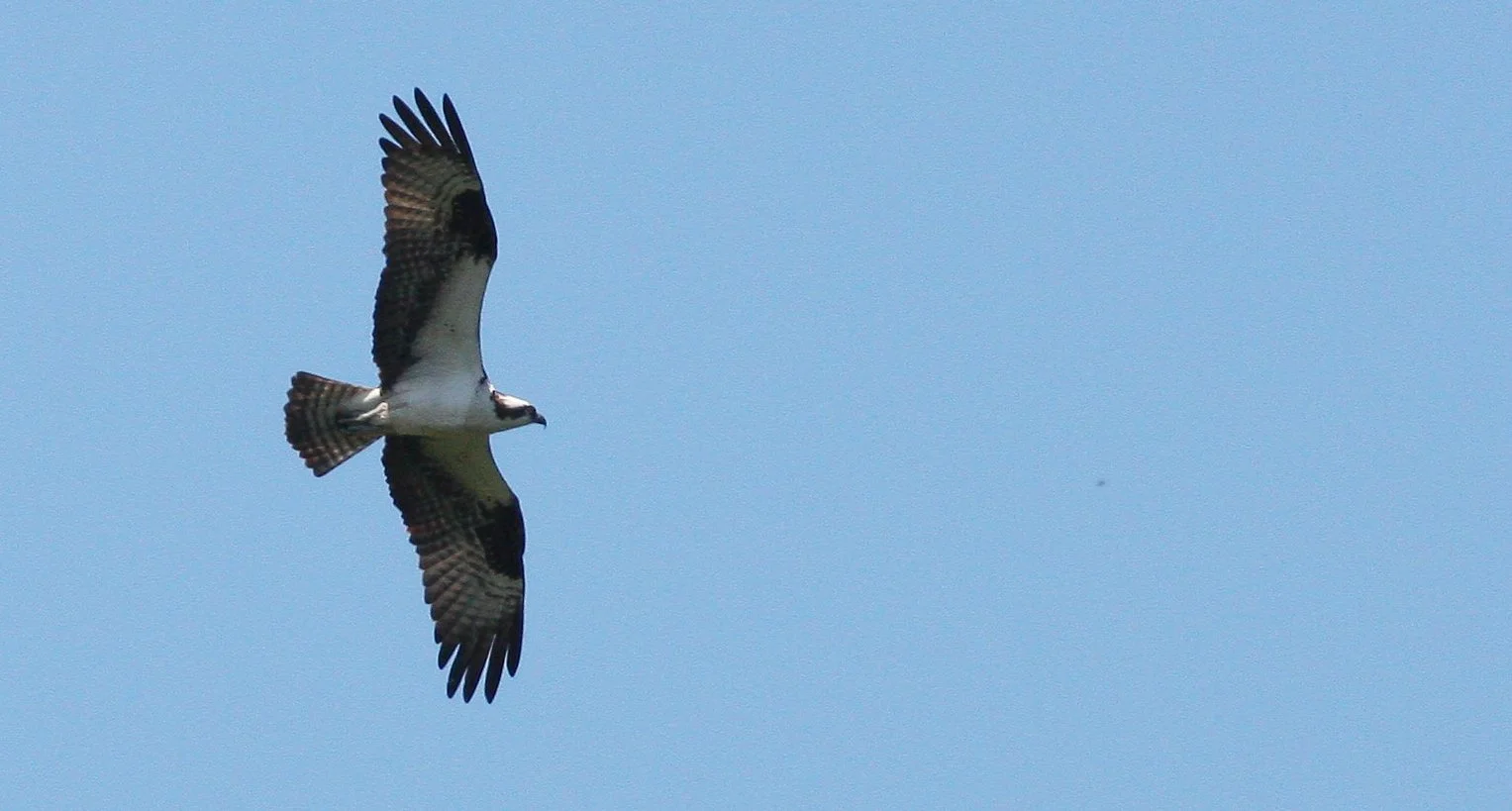 Pandion haliaetus - OSPREY - RIDGEFIELD NWR WA (21).JPG