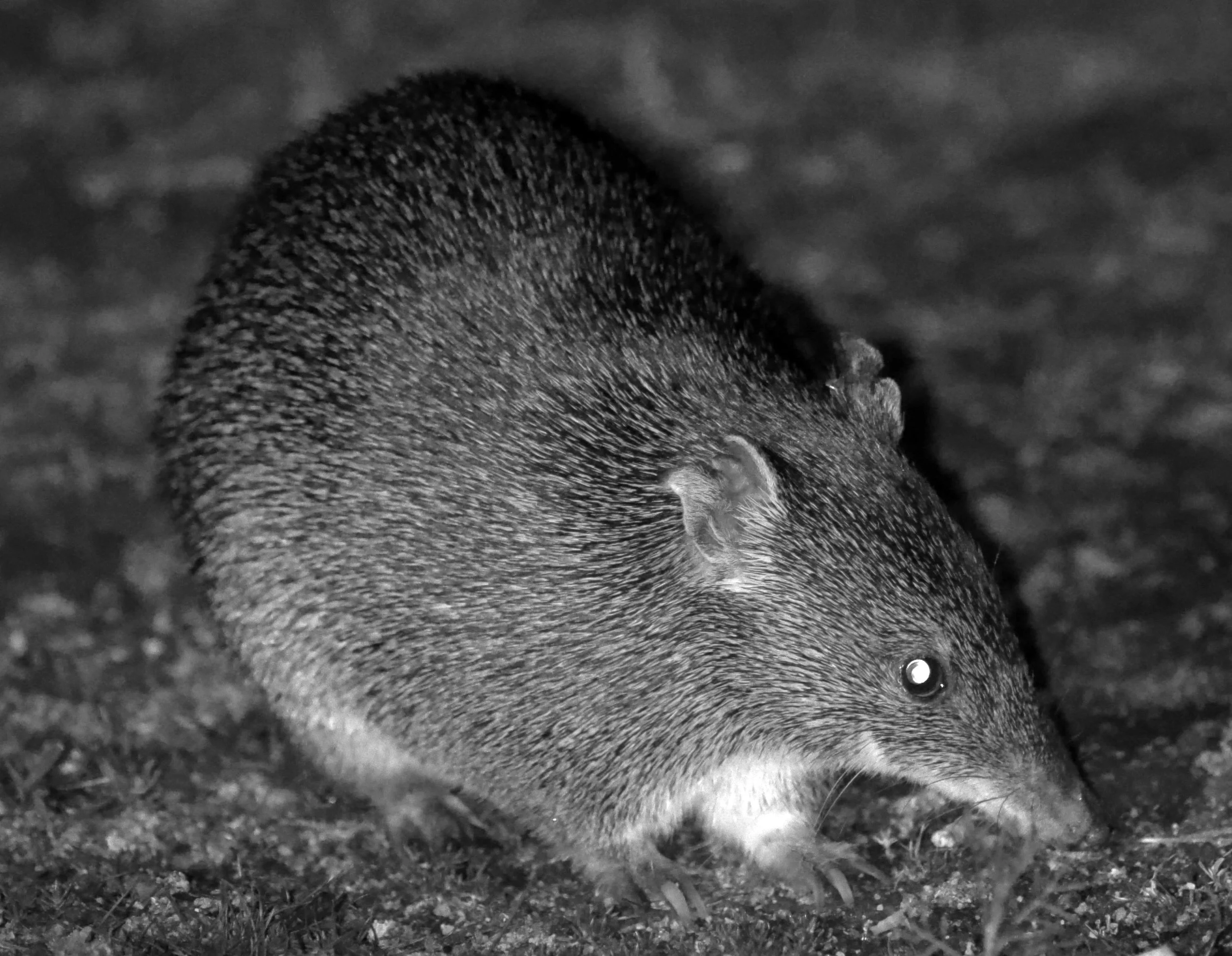 Southern Brown Bandicoot or Quenda (Isoodon fusciventer) Barna Mia Dryandra NP - Western Australia