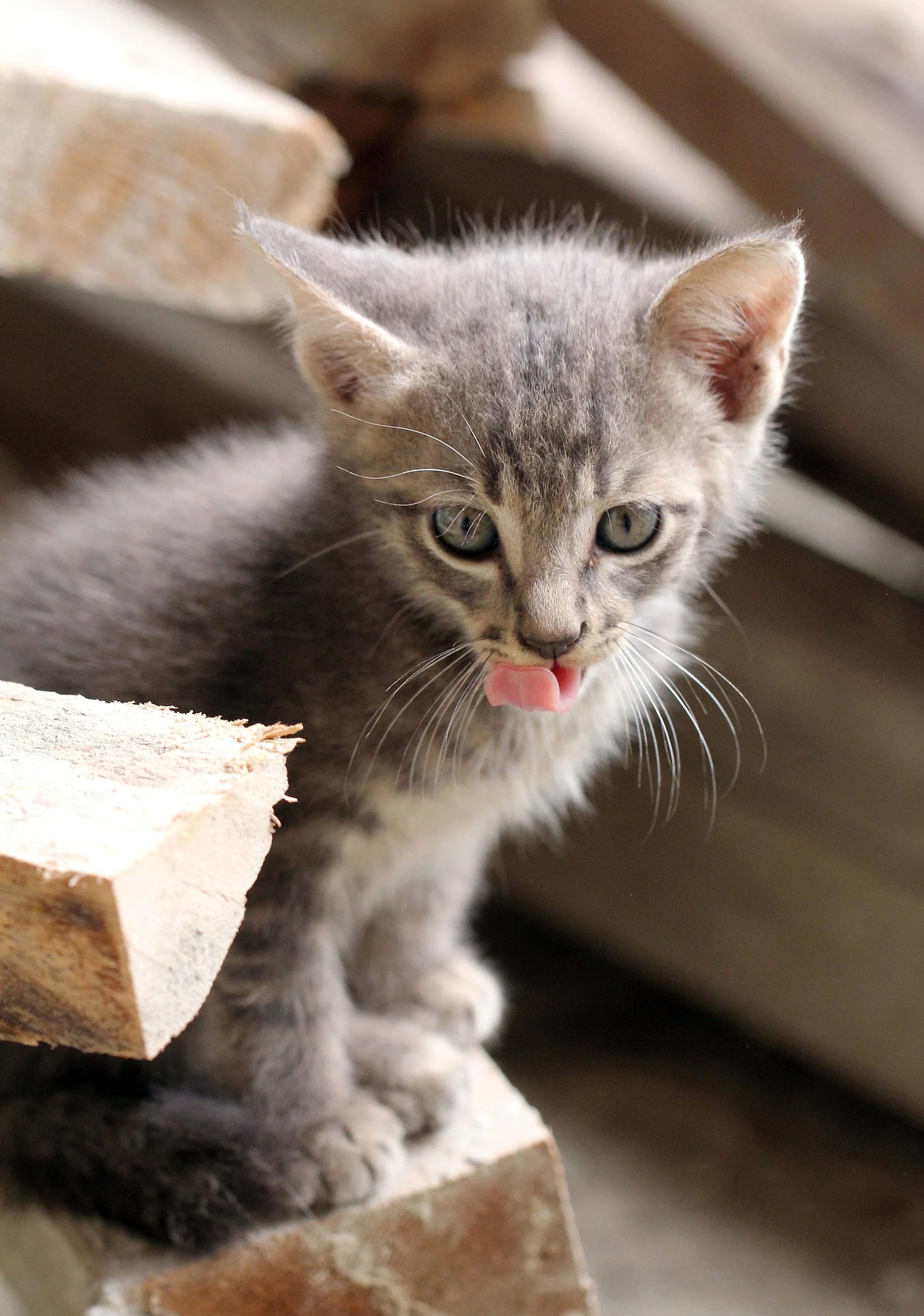 2015 Koh Lanta October Break Trip  (234).JPG