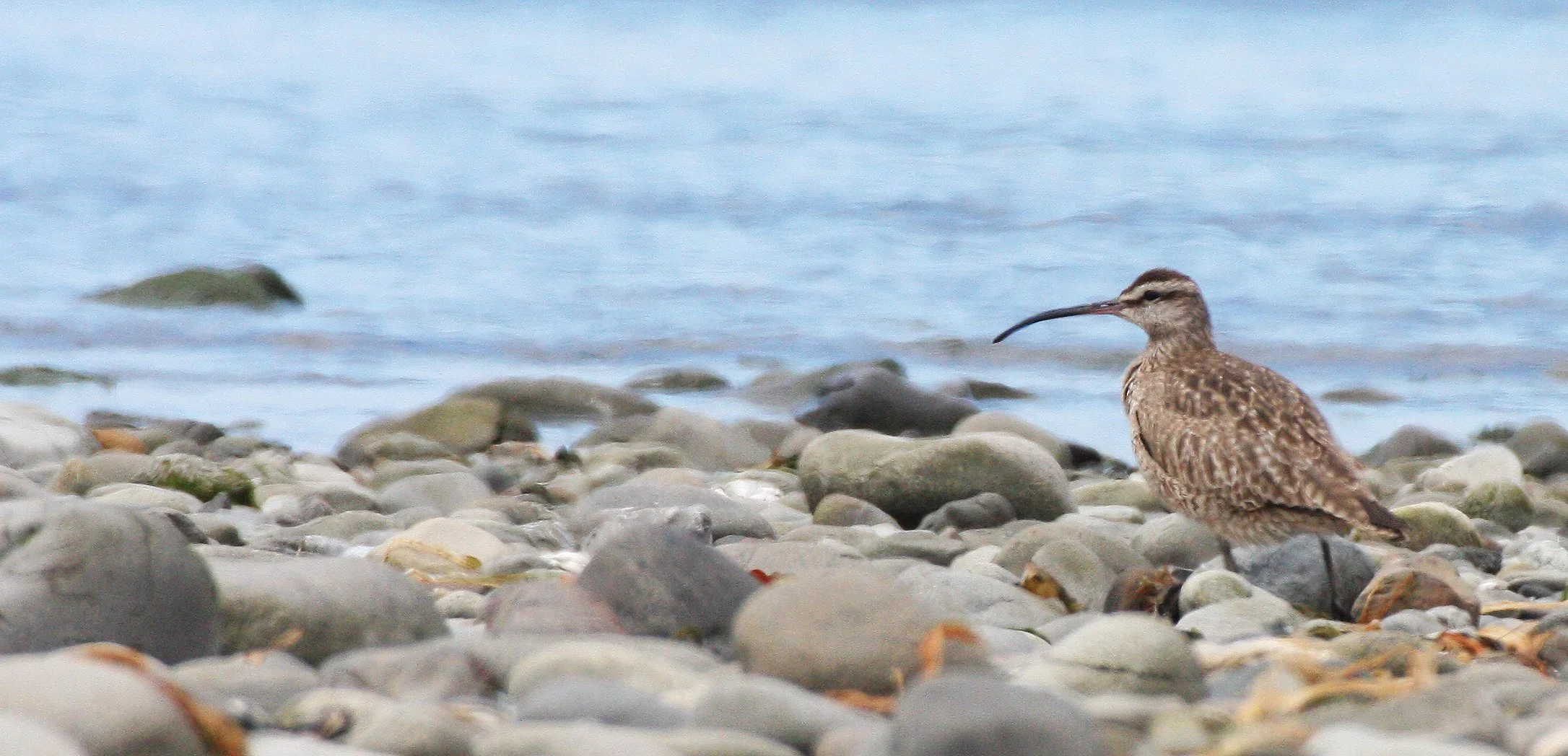 BIRD - WHIMBREL - ELWHA RIVER MOUTH WA (10).JPG