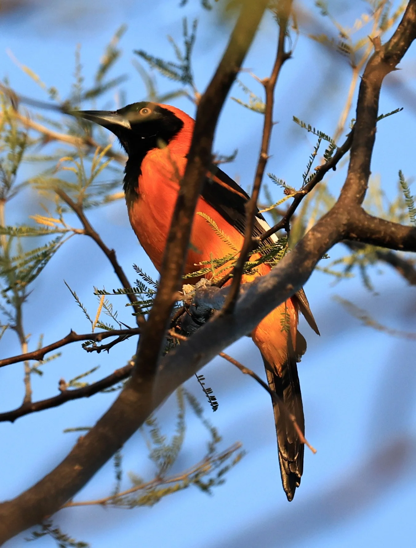 Orange-backed Troupial (Icterus croconotus) Parque Nacional Teniente Agripino Enciso (1).jpg