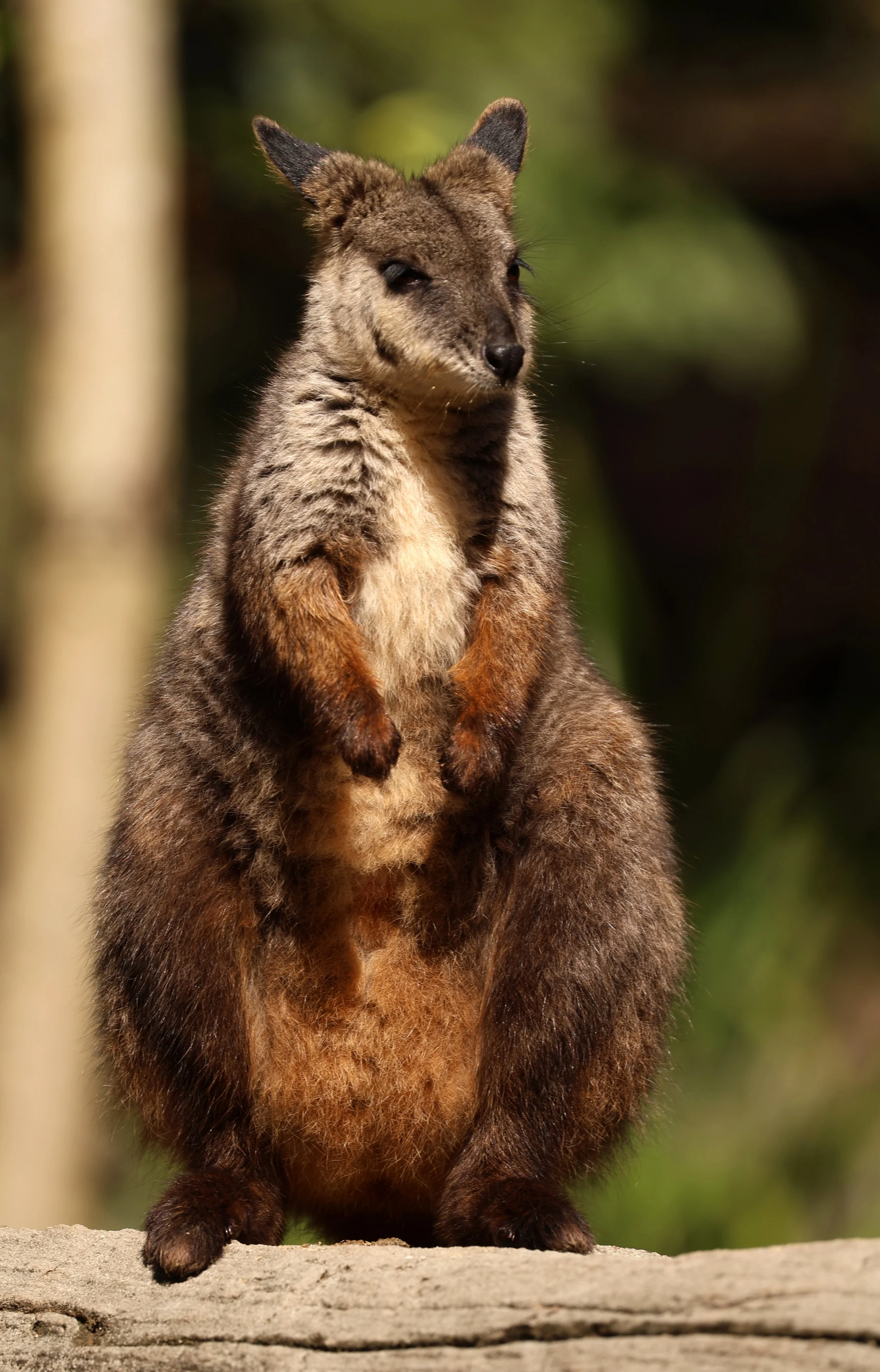 Brush-tailed Rock-wallaby (Petrogale penicillata) East of Lamington NP Queensland
