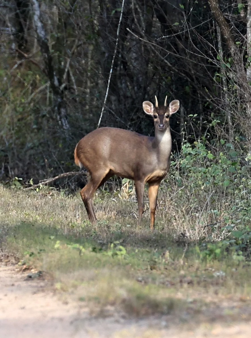Southern Brown Brocket (Subulo gouazoubira) Selva Serena Natural Reserve (27).jpg