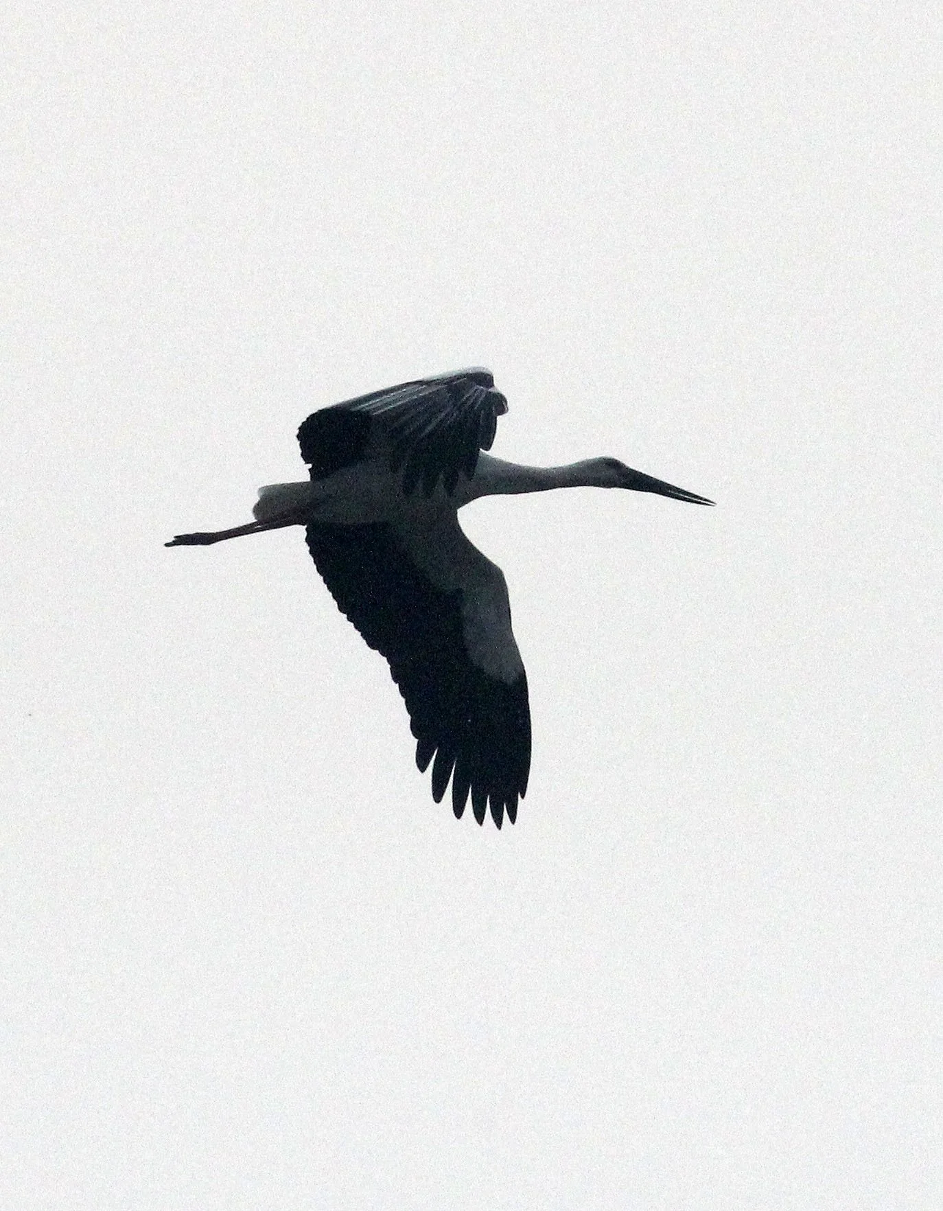 STORK - ORIENTAL STORK - Ciconia boyciana - POYANG LAKE, JIANGXI PROVINCE, CHINA (6).JPG