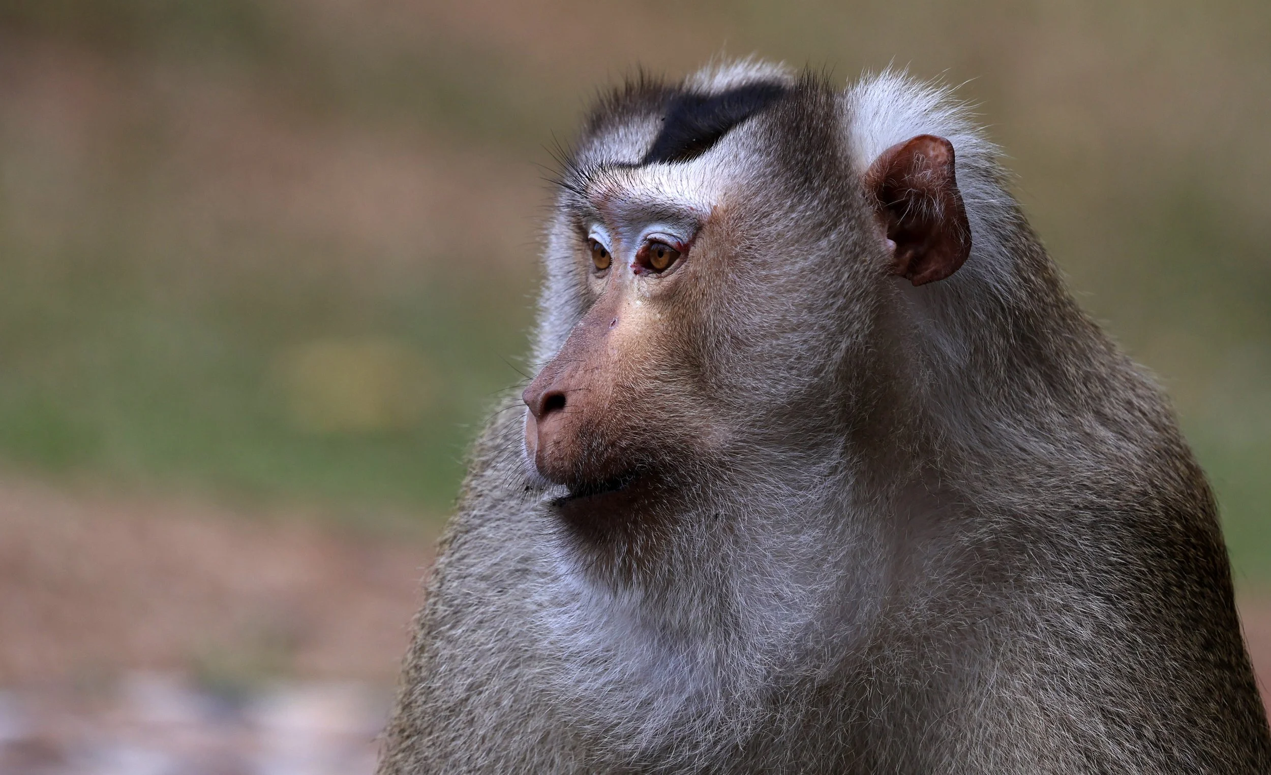 Northern Pig-tailed Macaque (Macaca leonina) Khao Yai National Park Feb 2026 Day 3 (37).jpg