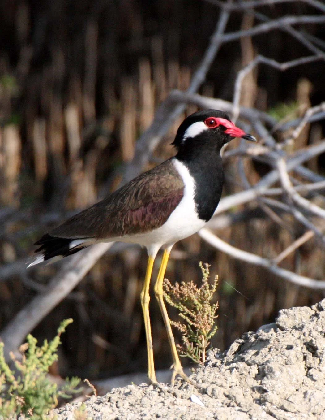 LAPWING - RED-WATTLED LAPWING - Vanellus indicus - KHAO SAM ROI YOT THAILAND (12).JPG