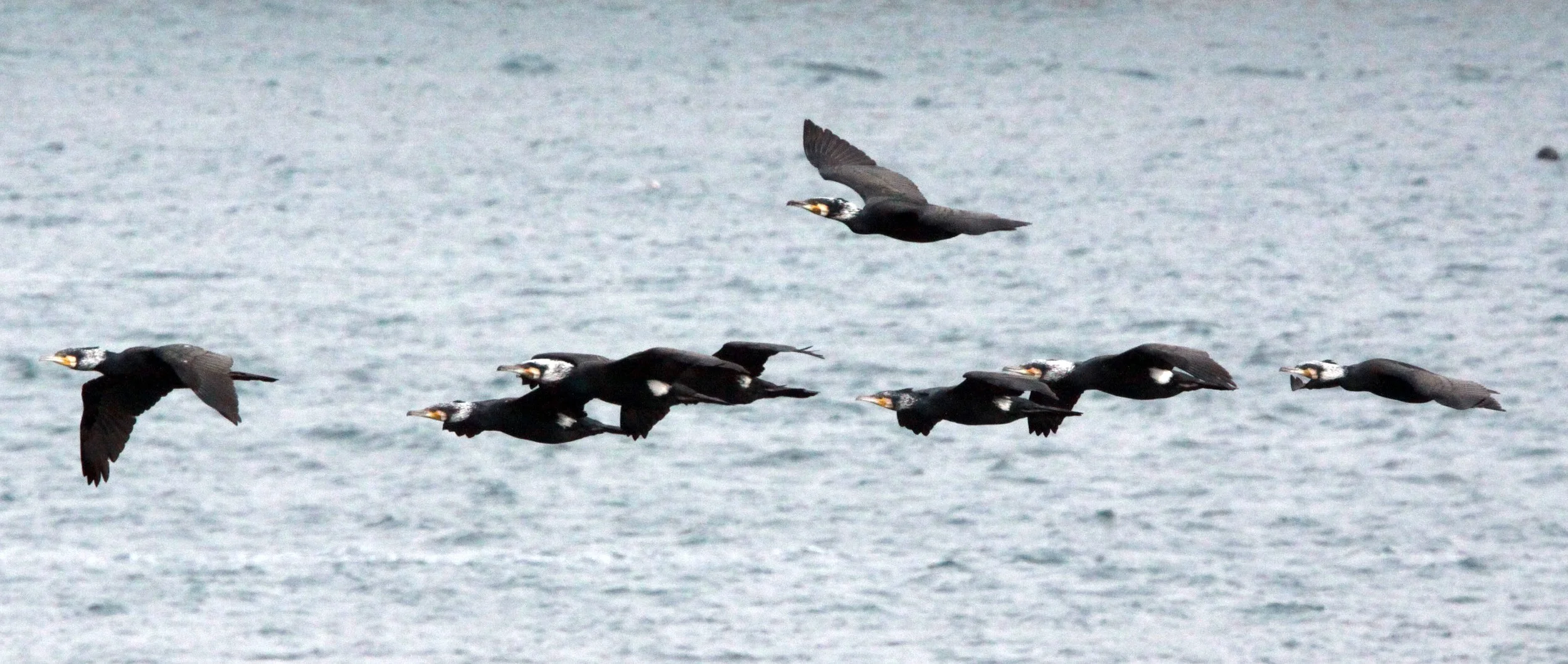 Phalacrocorax carbo - Great Cormorant - Cape Irago Strait, Japan (4).JPG