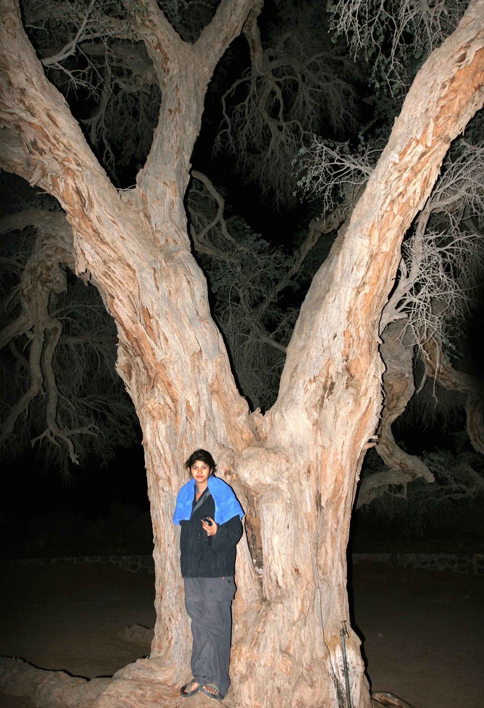 KGALAGADI NATIONAL PARK SOUTH AFRICA - ACACIA IN CAMP (2).JPG