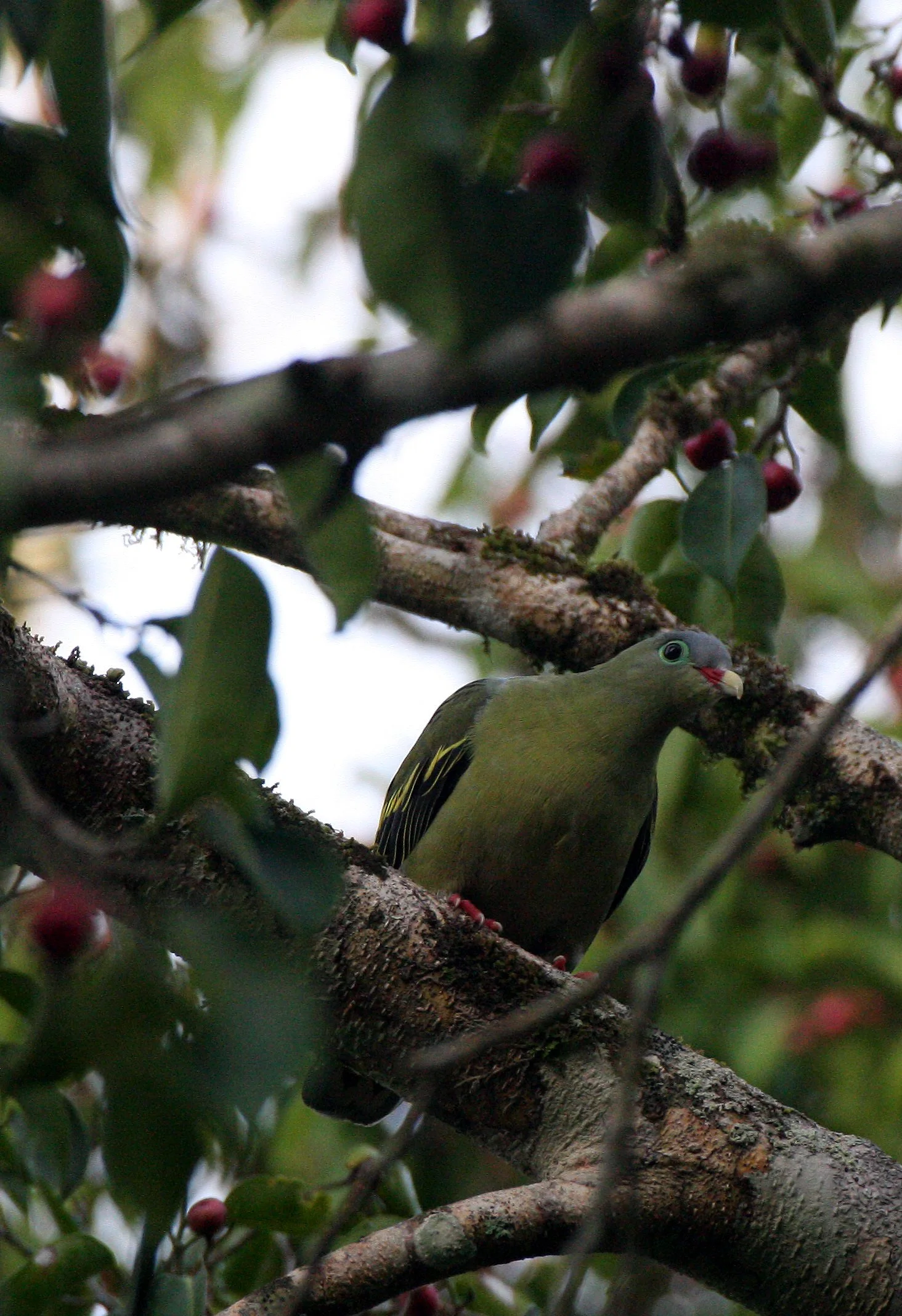 Thick-billed Green Pigeon (Treron curvirostra) Kaeng Krachan NP Thailand (24).JPG