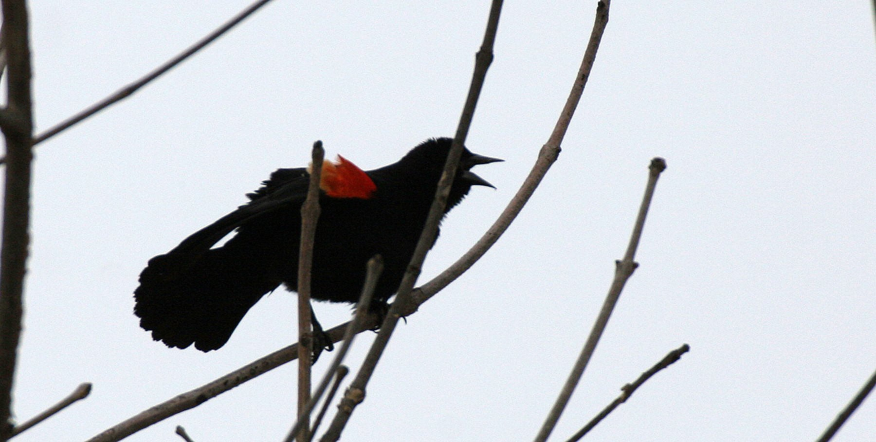 Red-winged Blackbird (Agelaius phoeniceus) Lincoln Marsh Wheaton Illinois (3).JPG