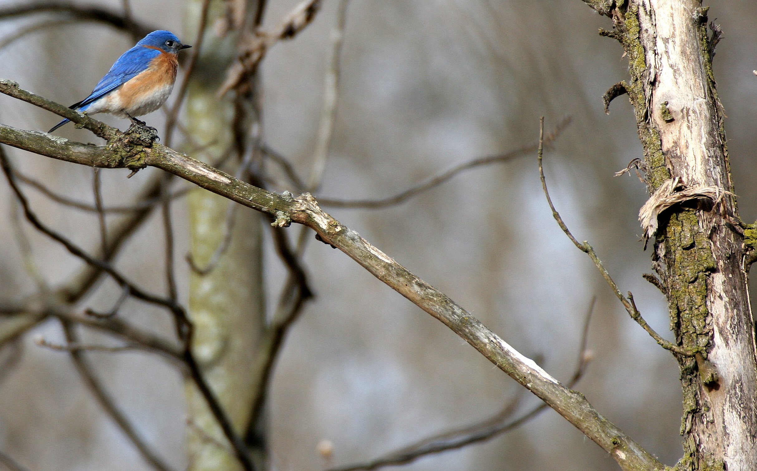 Eastern Bluebird (Sialia sialis) Lincoln Marsh Wheaton Illinois (17).JPG