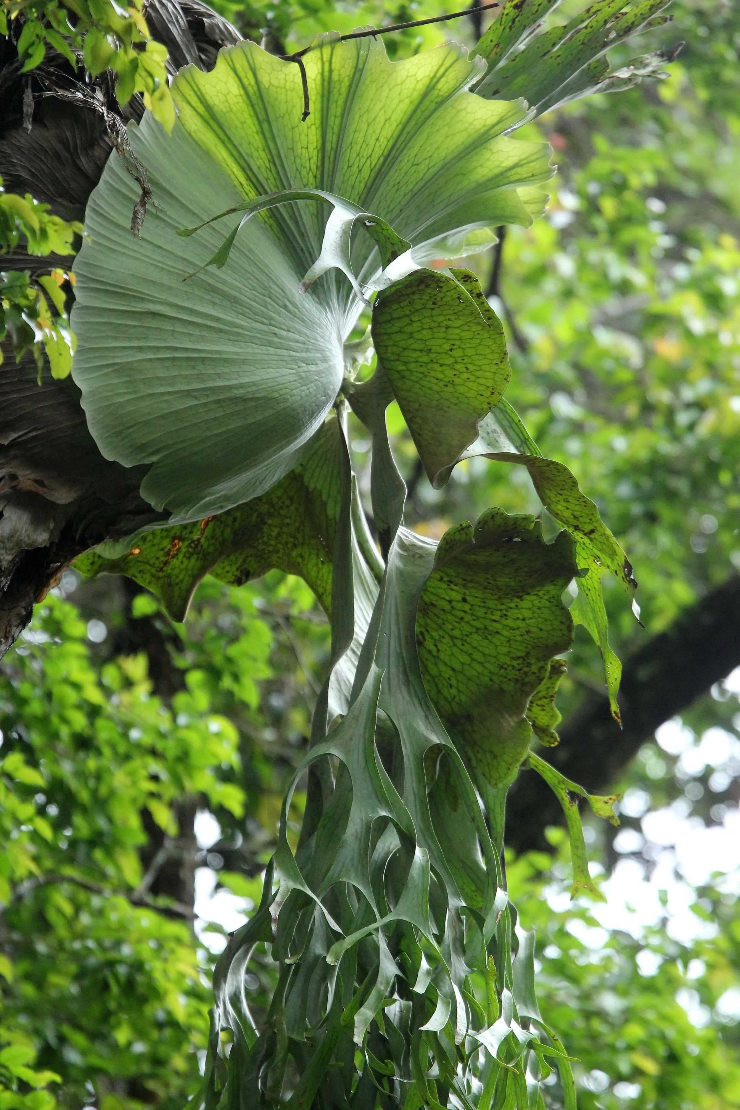 2017 Phu Khieo Wildlife Sanctuary  (20).JPG