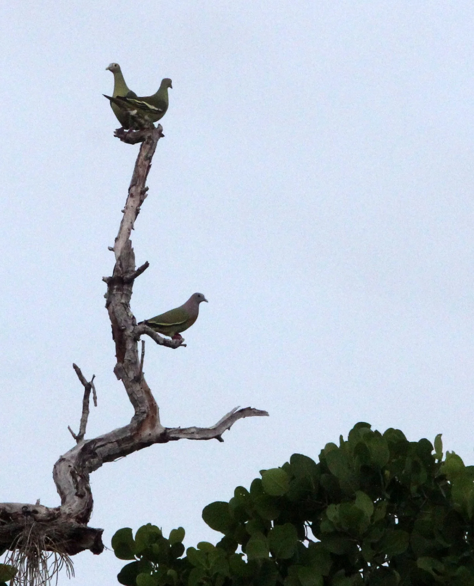 Pink-necked green pigeon (Treron vernans) Tangkoko NP Sulawesi Indonesia (5).JPG