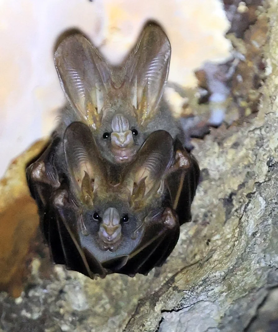 Lesser false vampire bat (Megaderma spasma) Khao Yai National Park Feb 2026 Day 3 (30).jpg