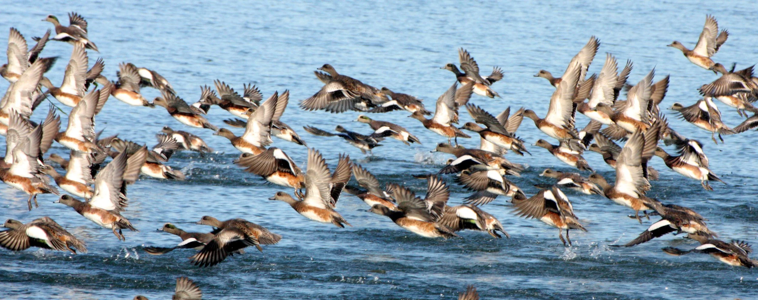 WIGEON - AMERICAN WIGEON - Mareca americana - THREE CRABS DUNGENESS RIVER MOUTH WETLAND SEQUIM WASHINGTON (5).JPG