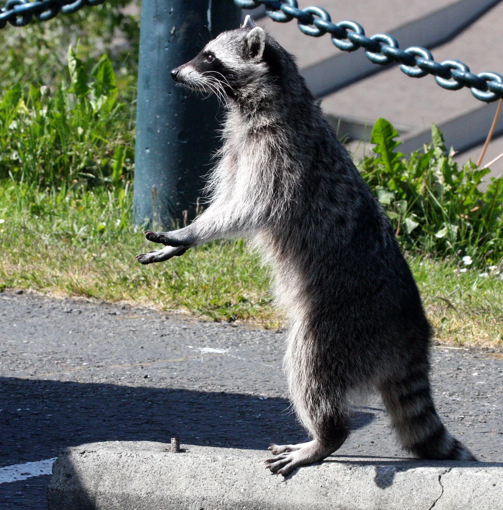 RACOON - NORTHERN RACOON - PORT ANGELES WA (3).JPG
