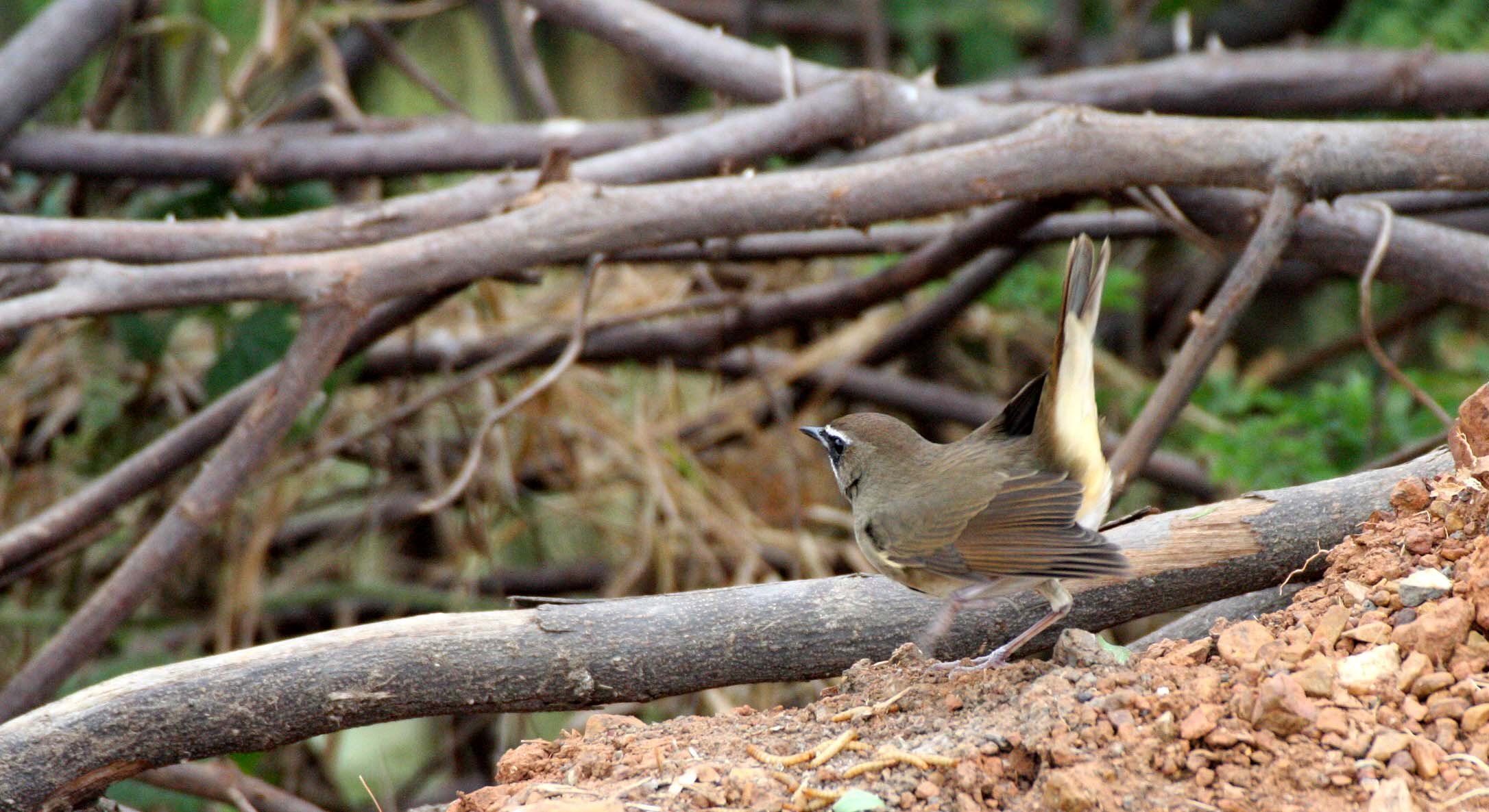 RUBYTHROAT - SIBERIAN RUBYTHROAT - Luscinia calliope - BUENG BORAPHET THAILAND (24).JPG