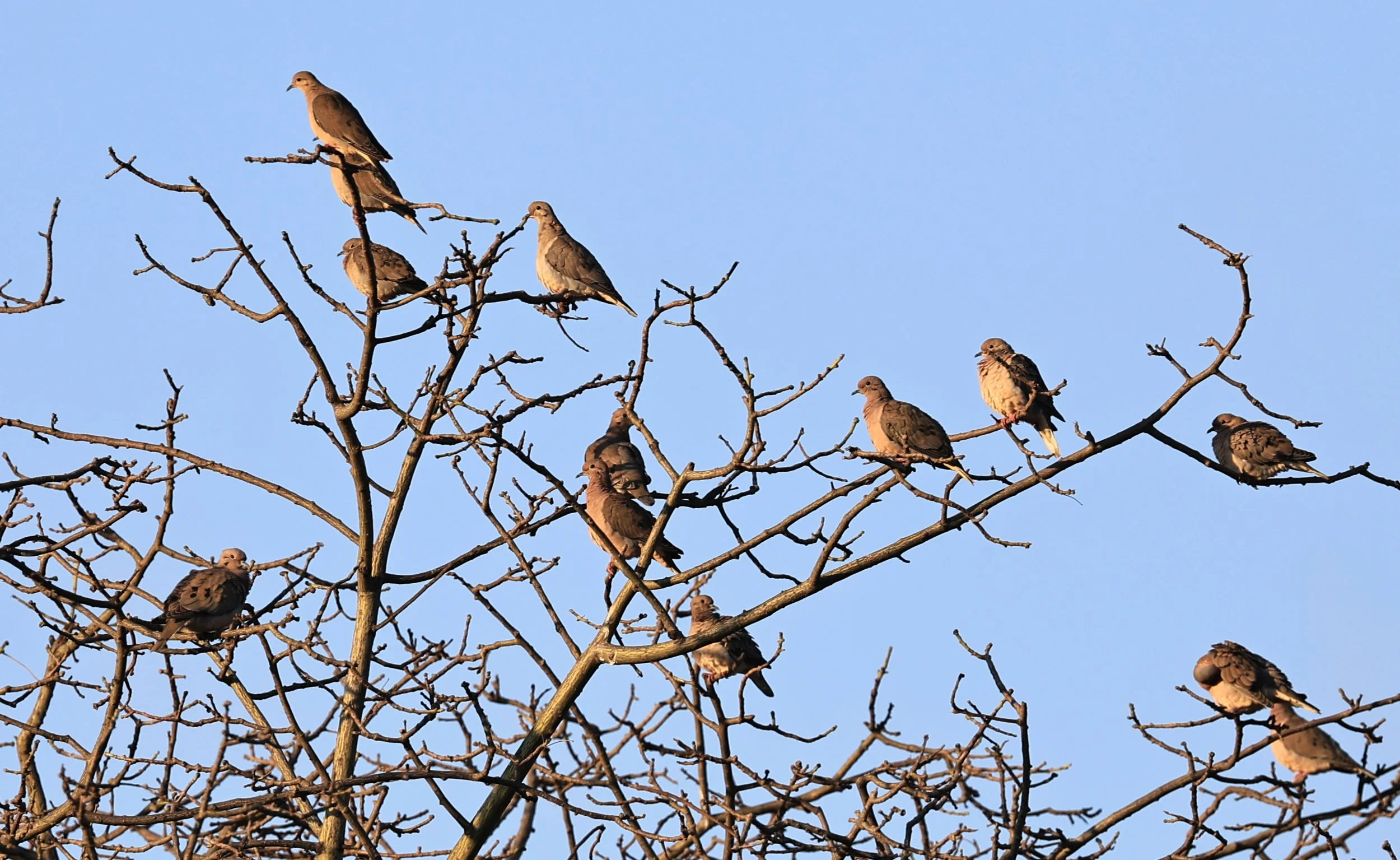 Eared Doves (Zenaida auriculata) Aurora Chaquena Reserve, Neuland Mennonite Colony Paraguay (1).jpg