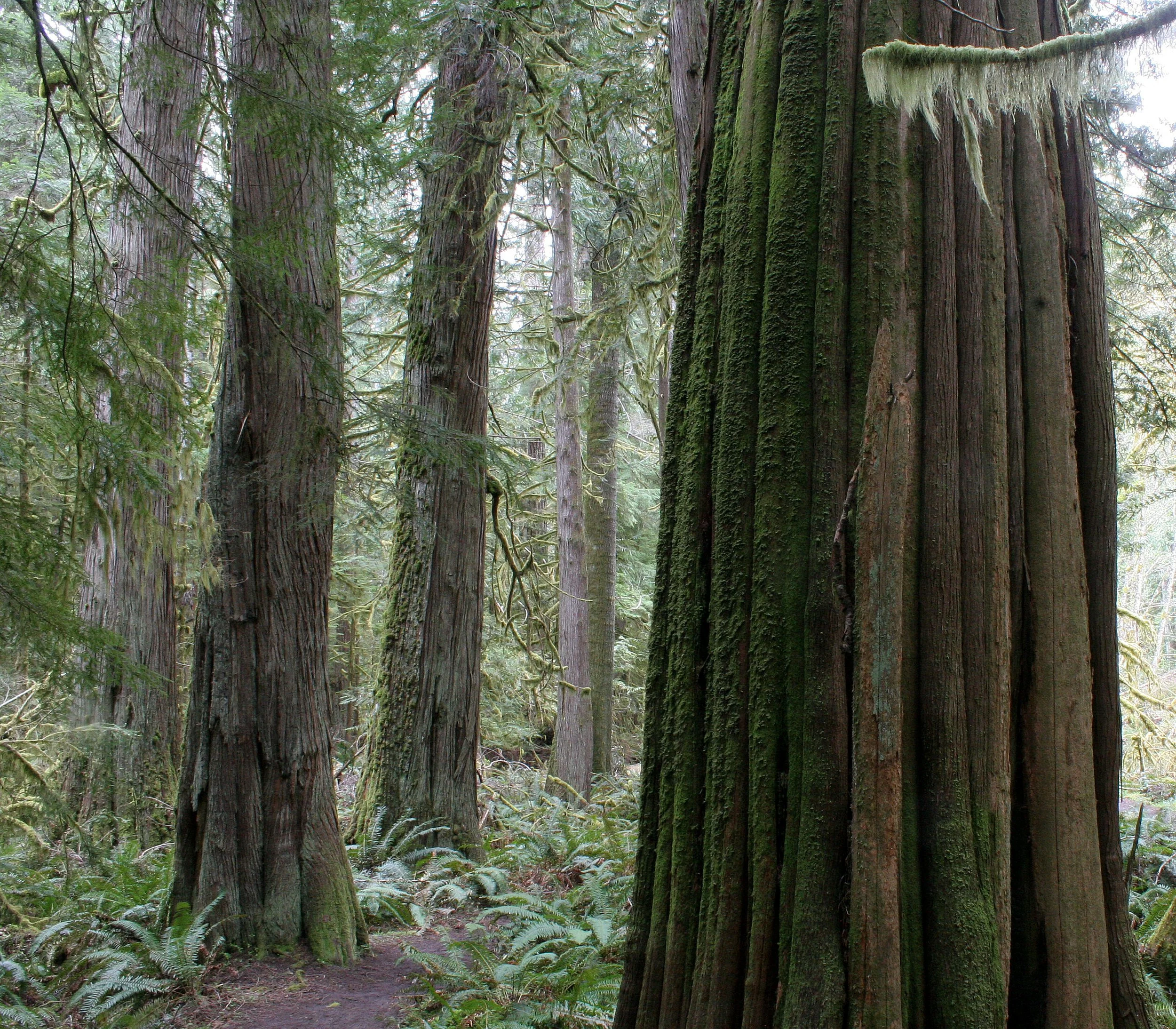 BARNES CREEK AND SURROUNDING FOREST (2).JPG