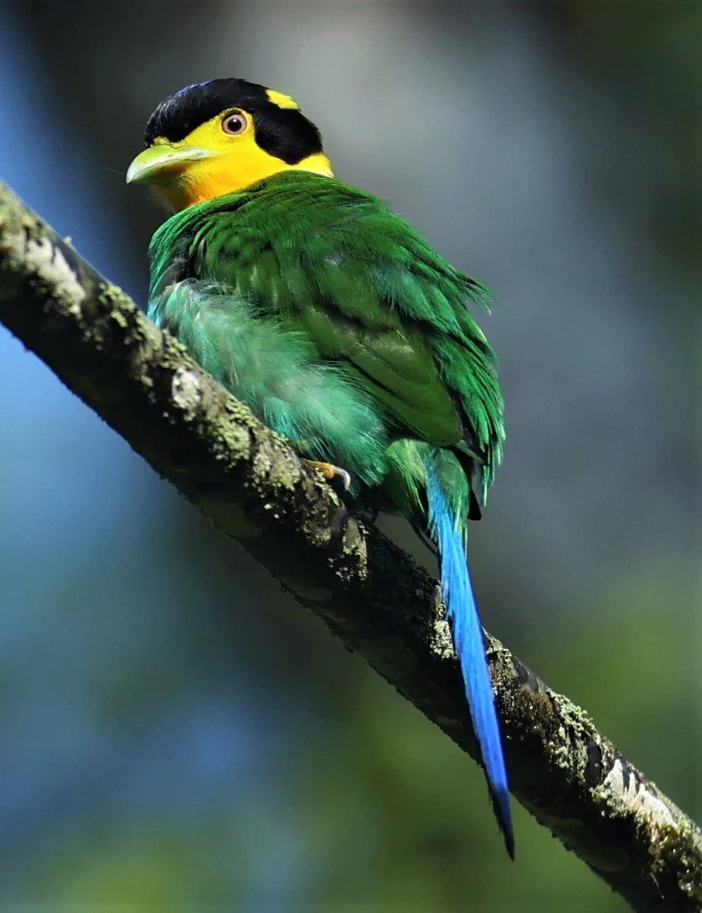 Long-tailed Broadbill (Psarisomus dalhousiae)