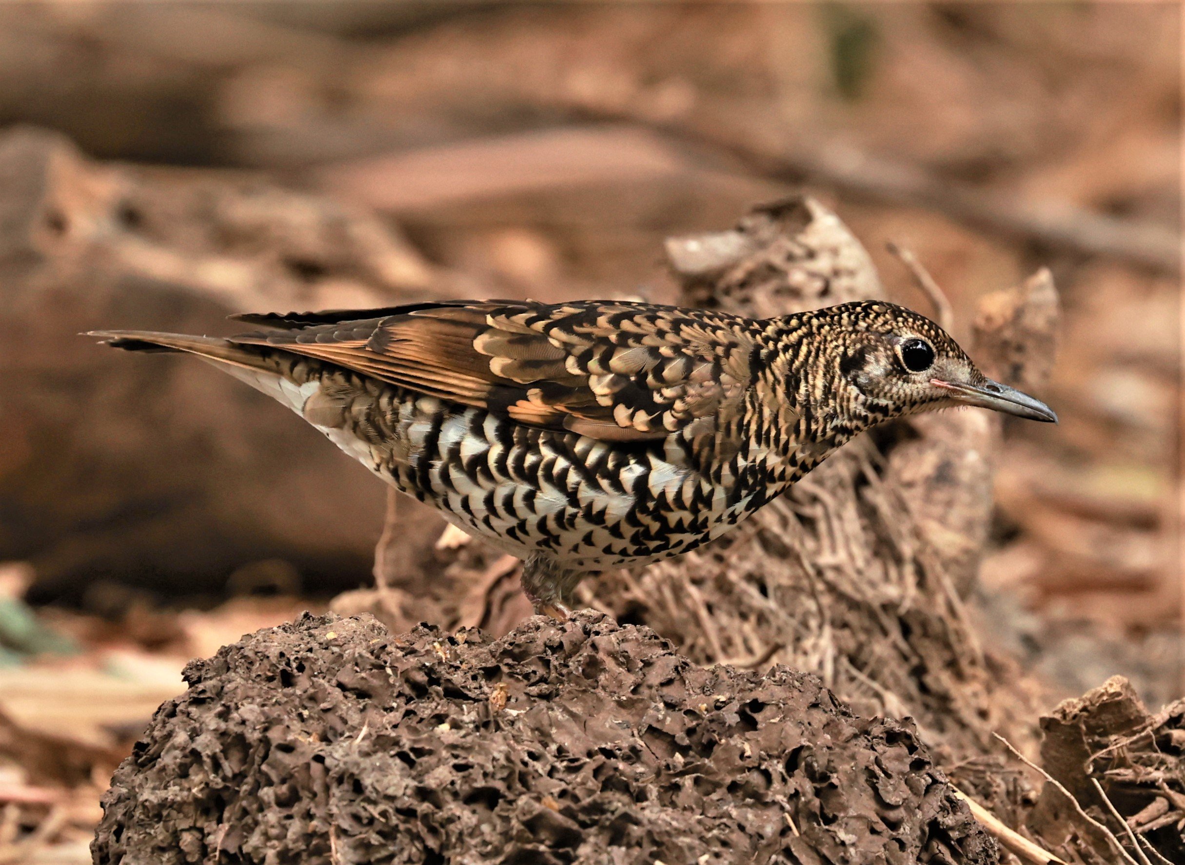 White's Thrush (Zoothera aurea) Putthamonthon Park Nakhon Pathom Thailand (36).jpg
