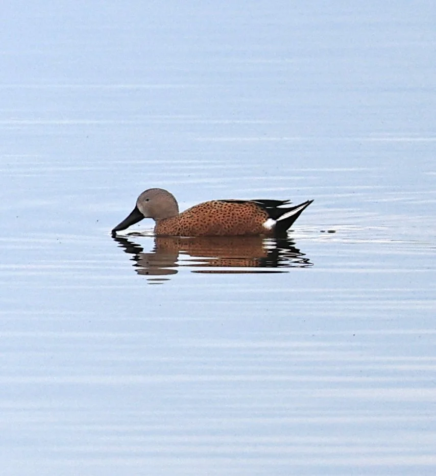 Red Shoveler (Spatula platalea) 