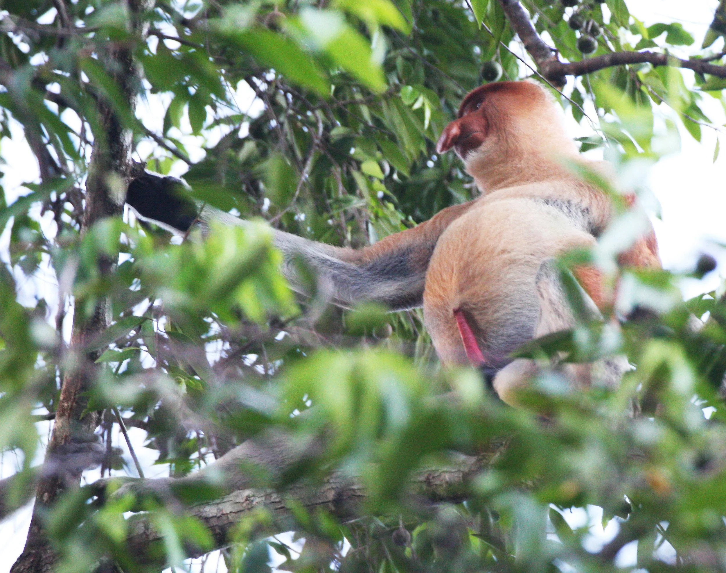 CERCOPITHECIDAE - Nasalis larvatus -PROBOSCIS MONKEY TROOP - KINABATANGAN RIVER BORNEO  (72).JPG