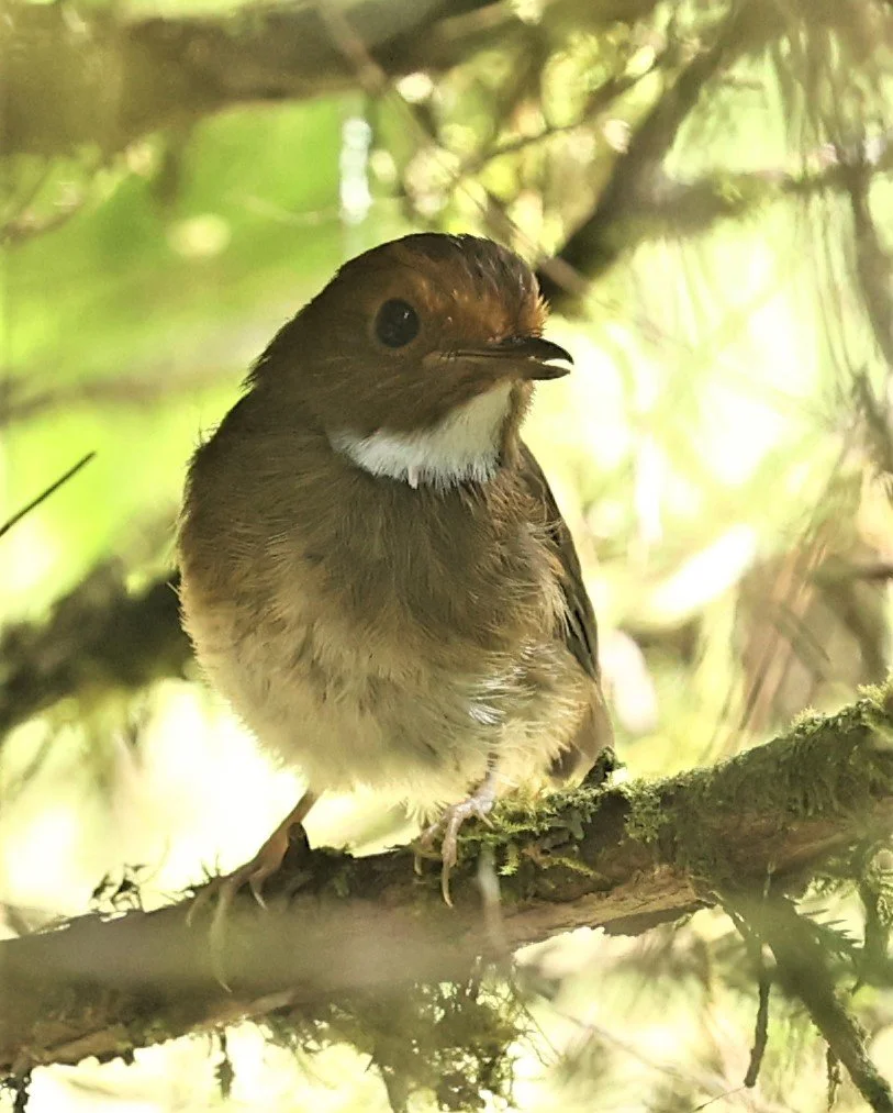 Anthipes solitaris - RUFOUS-BROWED FLYCATCHER - FRASER'S HILL, MALAYSIA JUNE 2022 (2).jpg