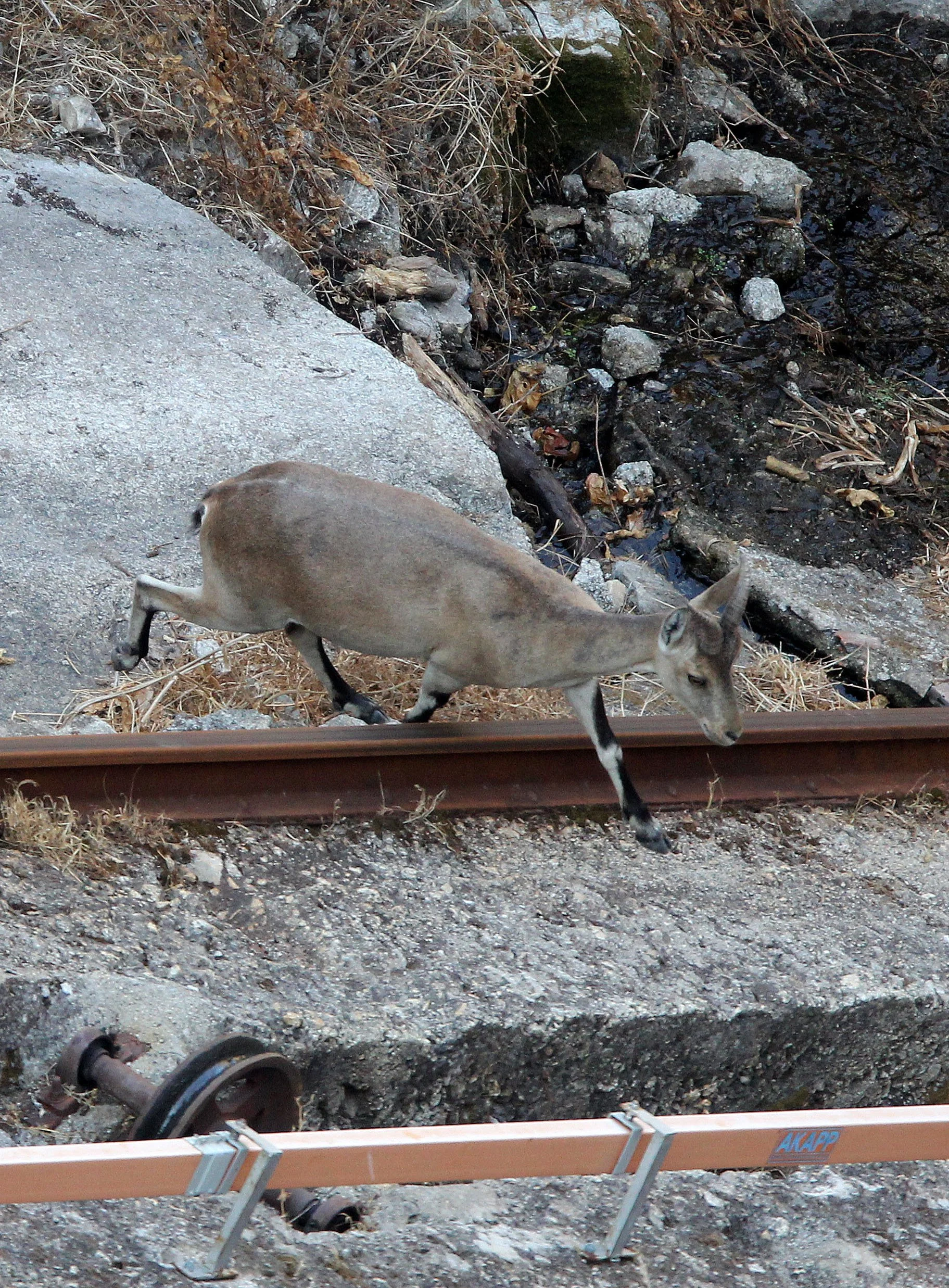 IBEX - SOUTHEASTERN (BECEITE) SPANISH IBEX - Capra pyrenaica hispanica - SIERRA DE ANDUJAR SPAIN (1).JPG