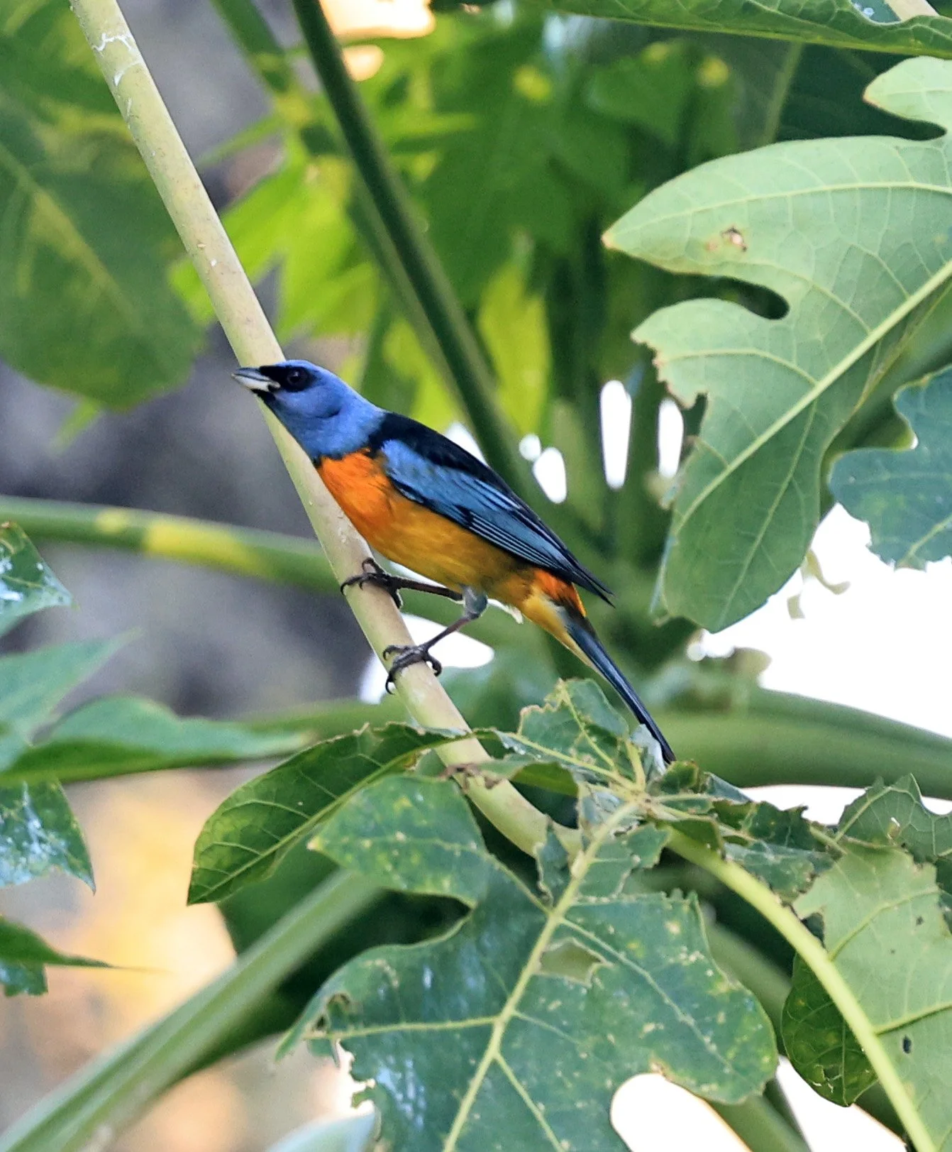 Blue-and-yellow Tanager (Thraupis bonariensis) Estancia Campo'i Paraguay (13).jpg