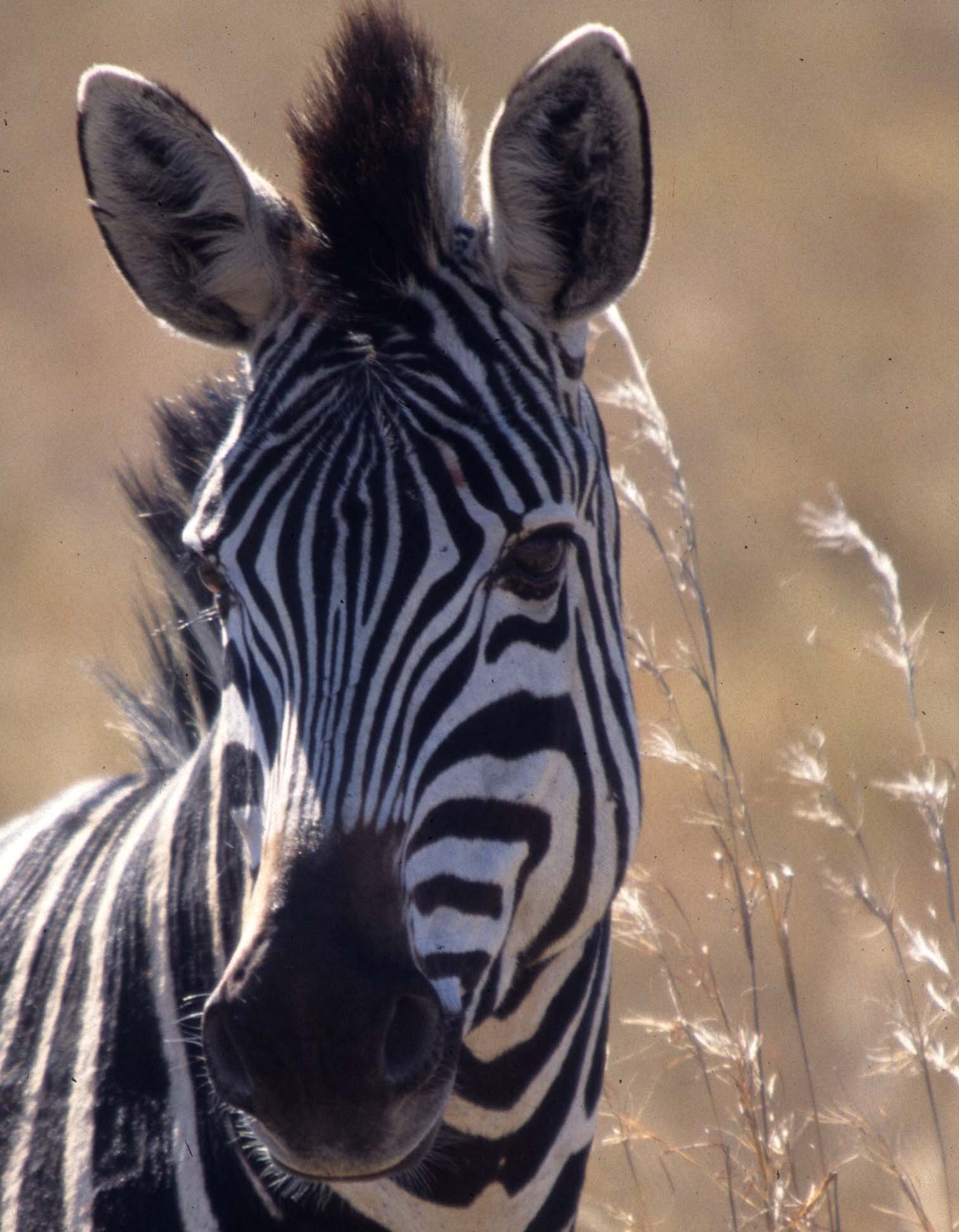 EQUIN - ZEBRA - COMMON - SERENGETI (17).jpg