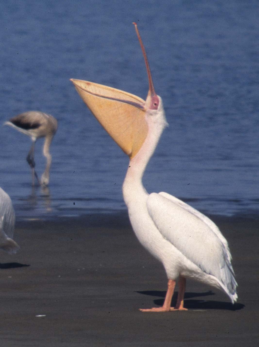 BIRDS - PELICAN - WHITE - NAMIBIA 6AA.jpg
