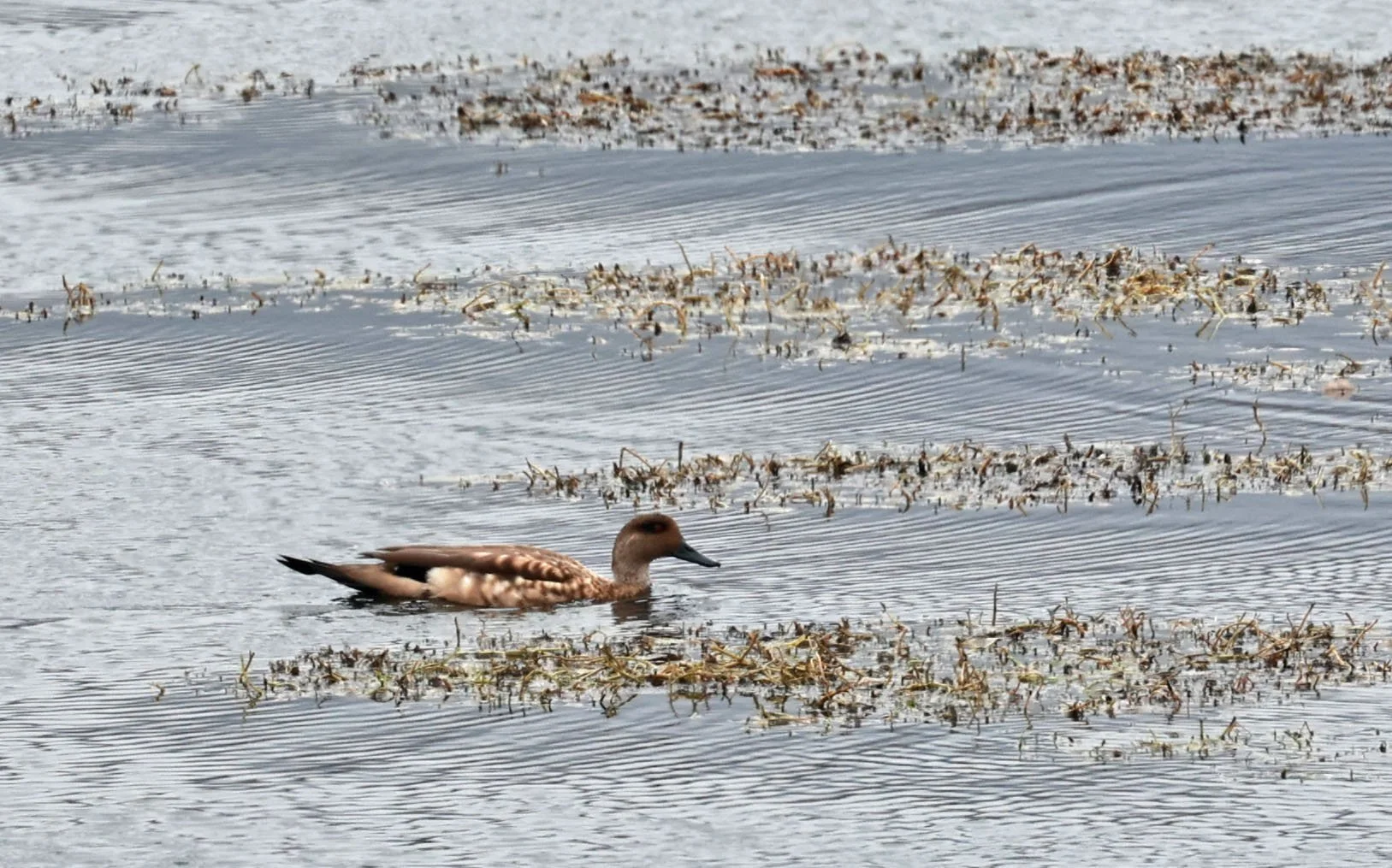 Duck - Crested Duck - Lophonetta specularioides - Lauca National Park, Chile (64).jpg