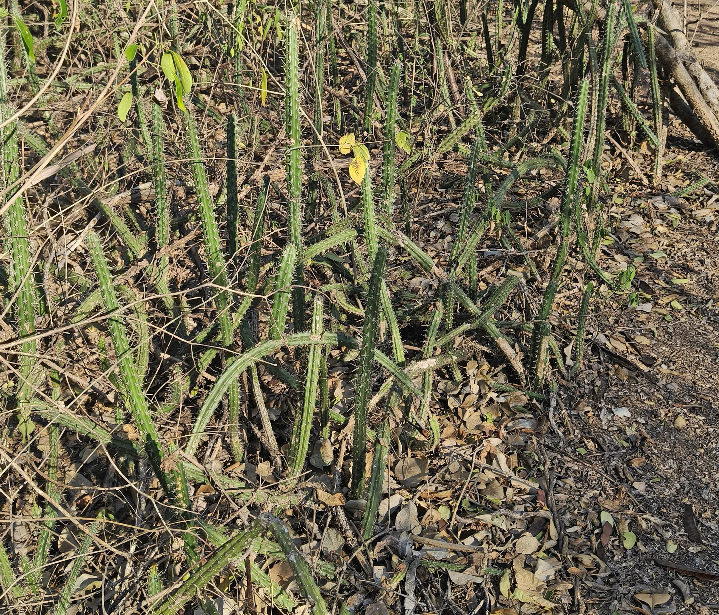 Cereus saxicola