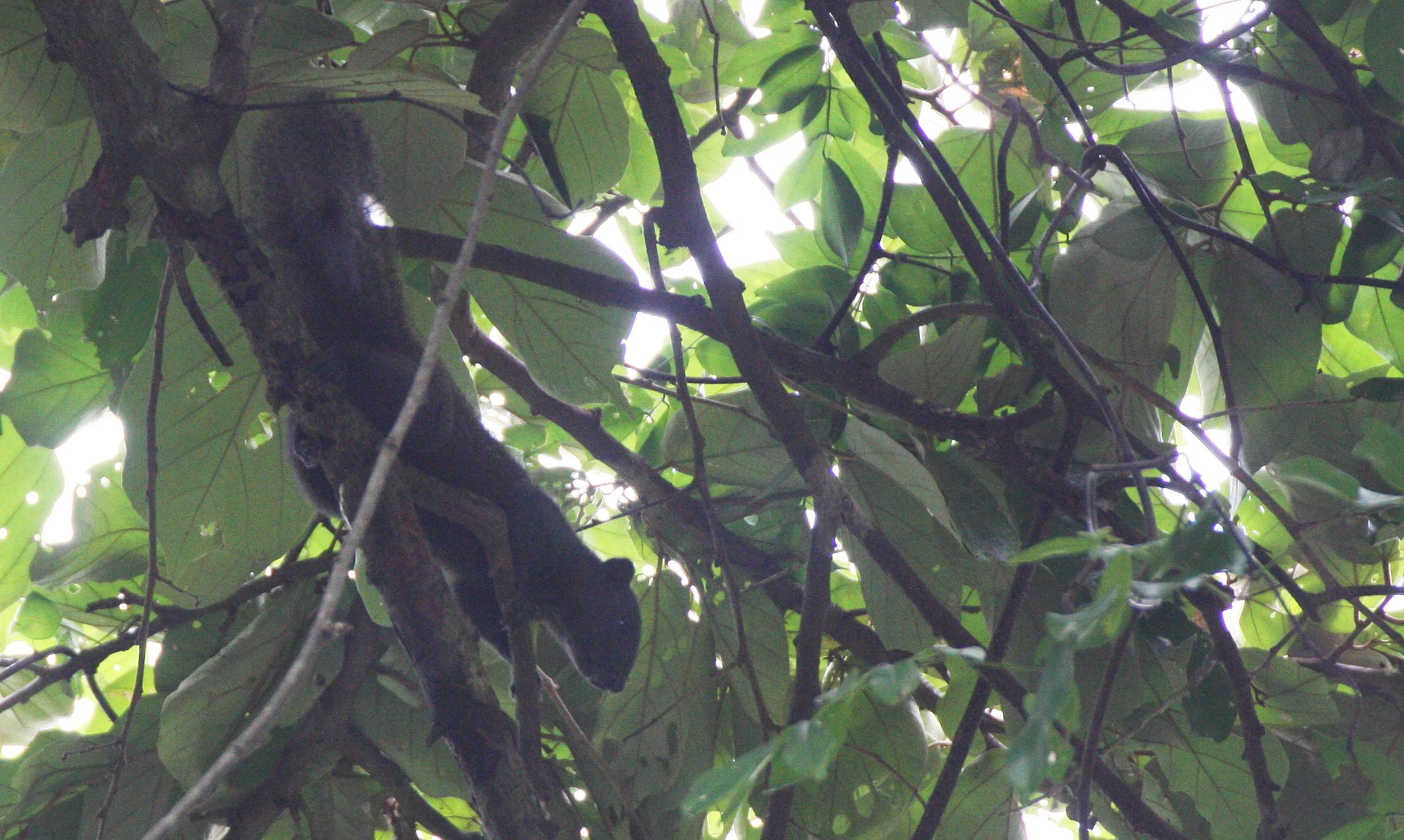 Callosciurus erythraeus - PALLAS'S SQUIRREL - KOH LANTA THAILAND (38).JPG
