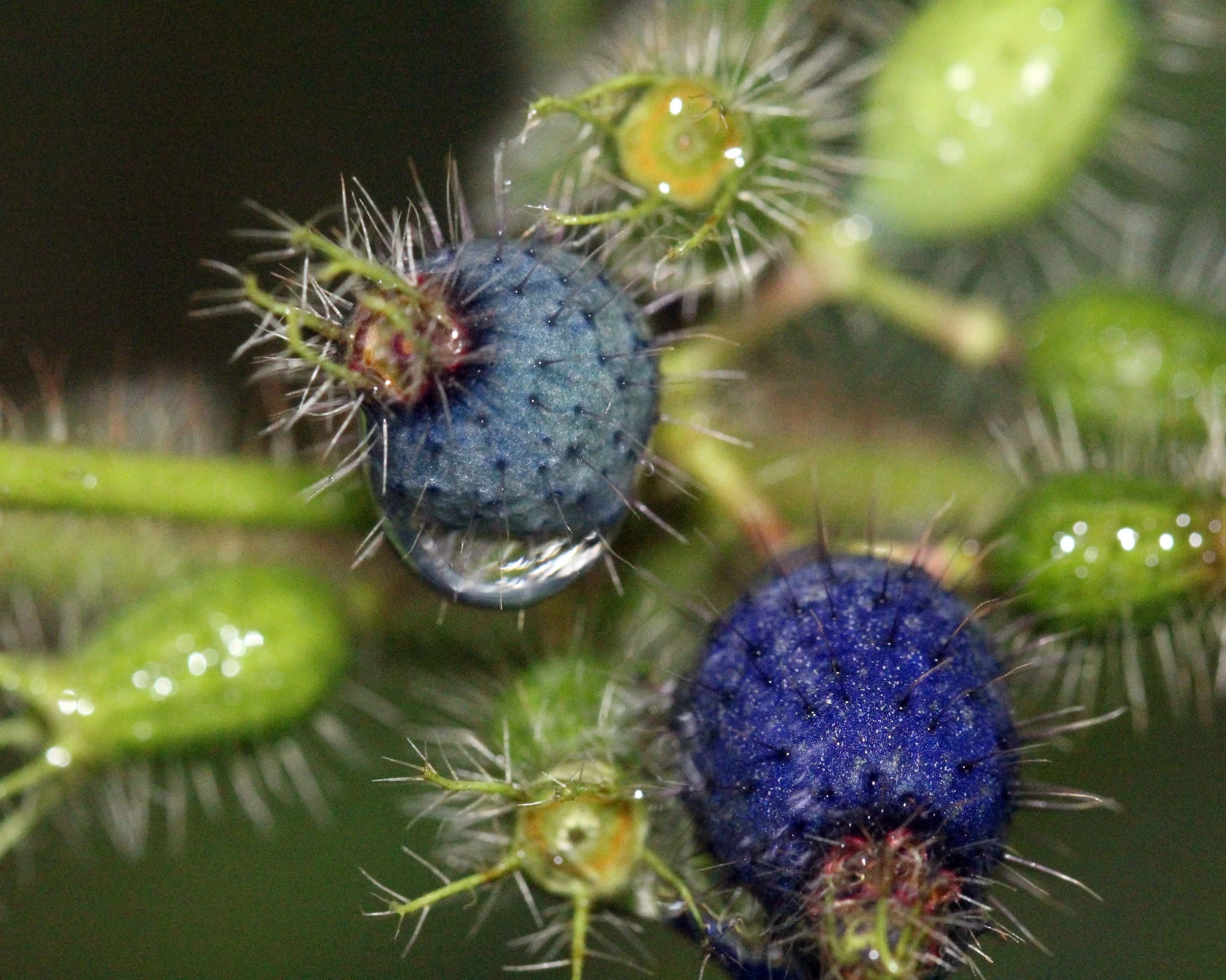 2013 in Nakhonsithammarat and some Krabi with Family (216).JPG