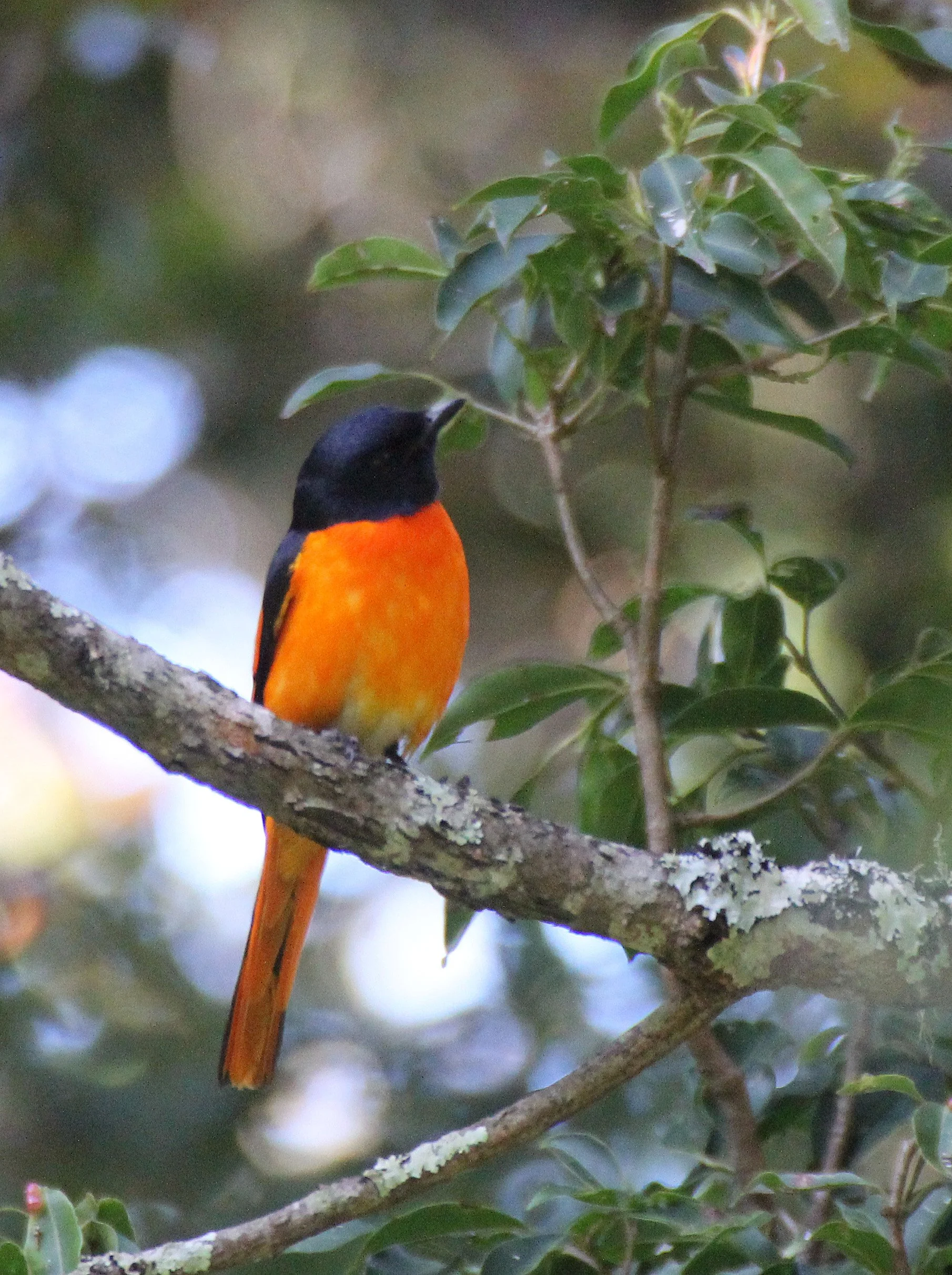 Orange Minivet (Pericrocotus flammeus) Pampadum Shola NP Kerala India (4).JPG