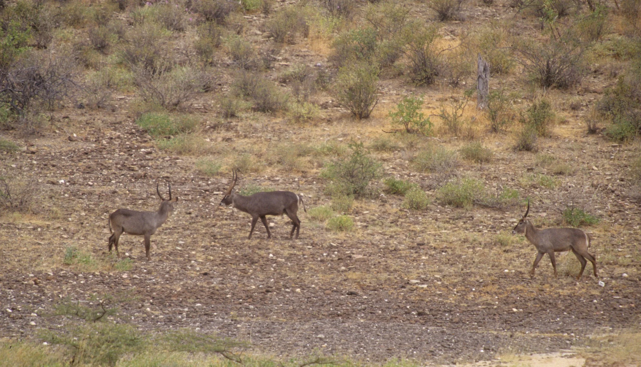BOVID - WATERBUCK - COMMON - SHABA (3).jpg