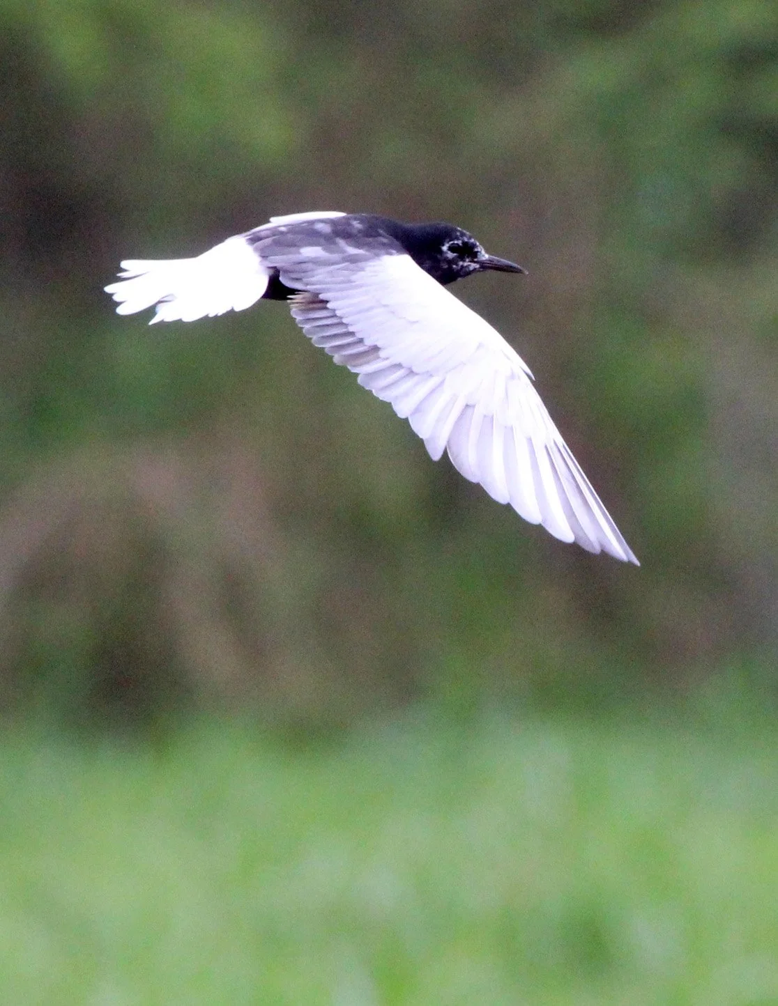 BIRD - TERN - WHITE-WINGED - LAKE AWASSA ETHIOPIA (22).JPG