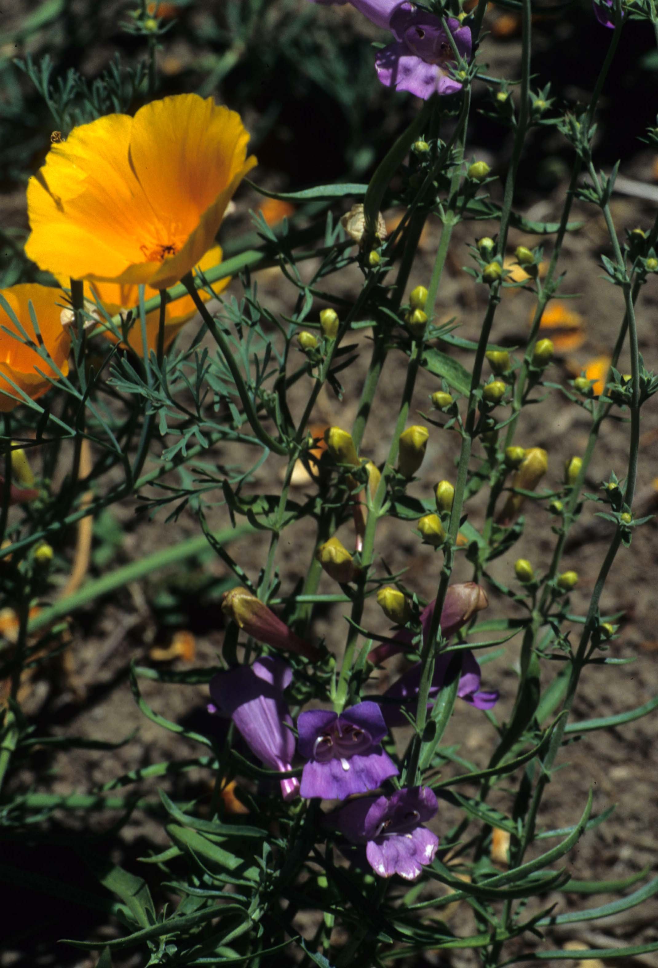 CALIFORNIA - REDWOODS NP - PENSTEMON SPECIES (2).jpg