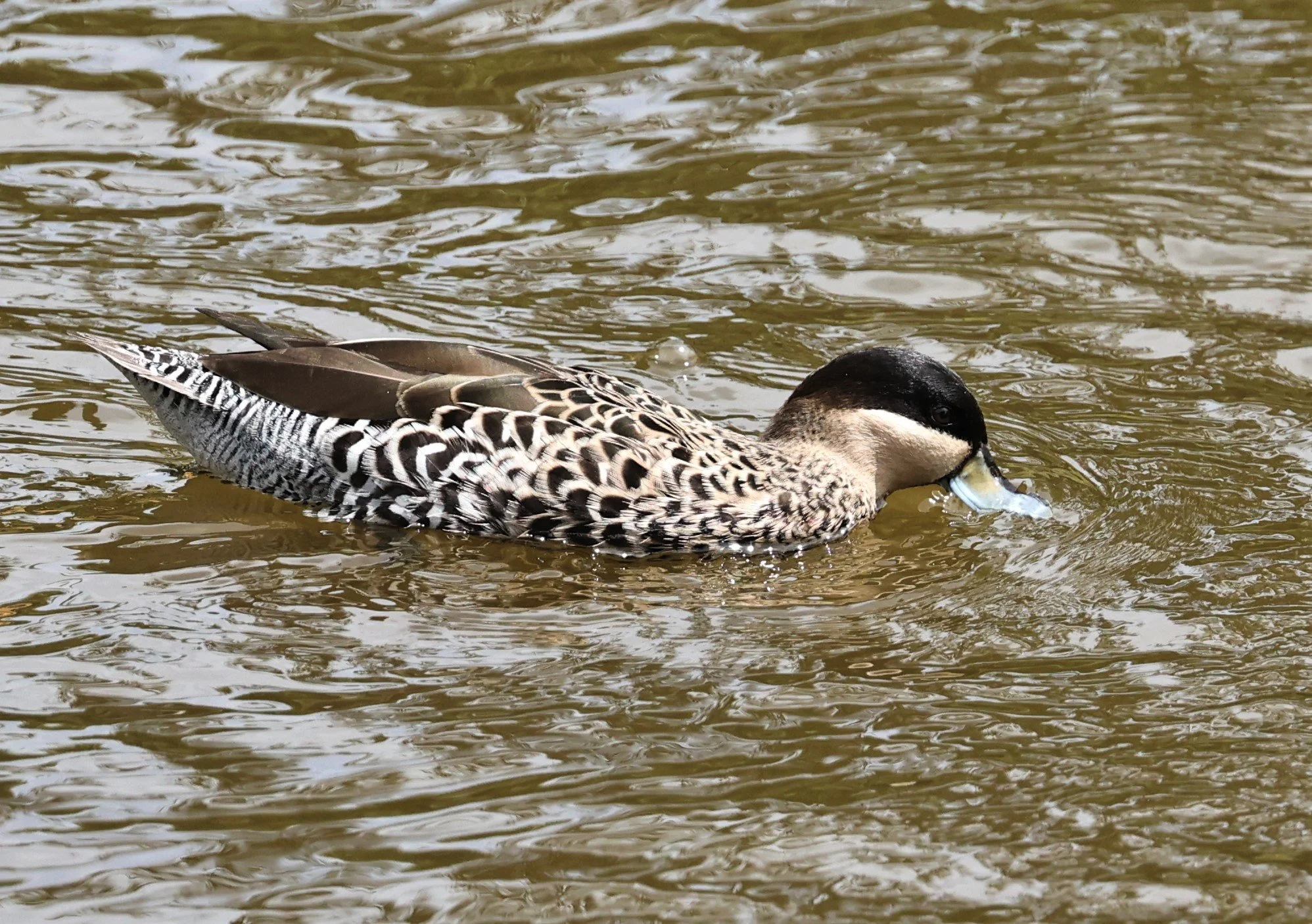 Spatula versicolor - SILVER TEAL - DOMESTICATED - FRASER'S HILL RAUB DISTRICT PAHANG MALAYSIA  (2).jpg