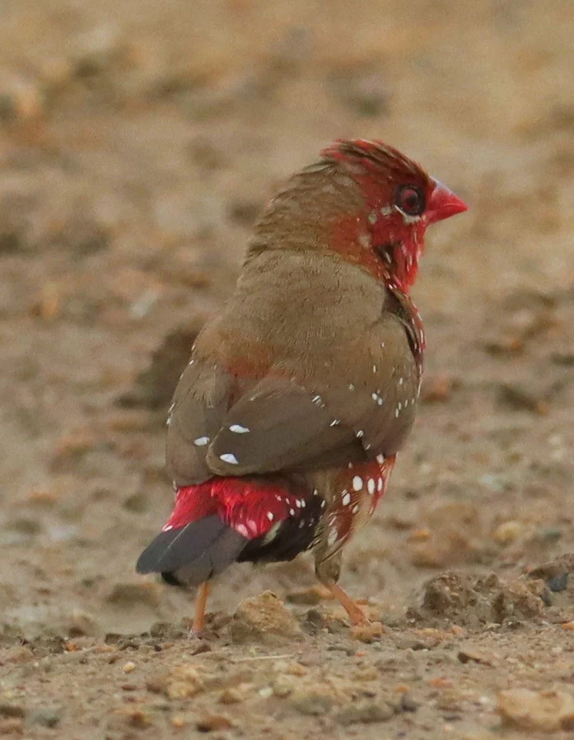 RED AVADAVAT - Amandava amandava - THAP YAO RICE FIELDS LAT KRABANG (103).jpg